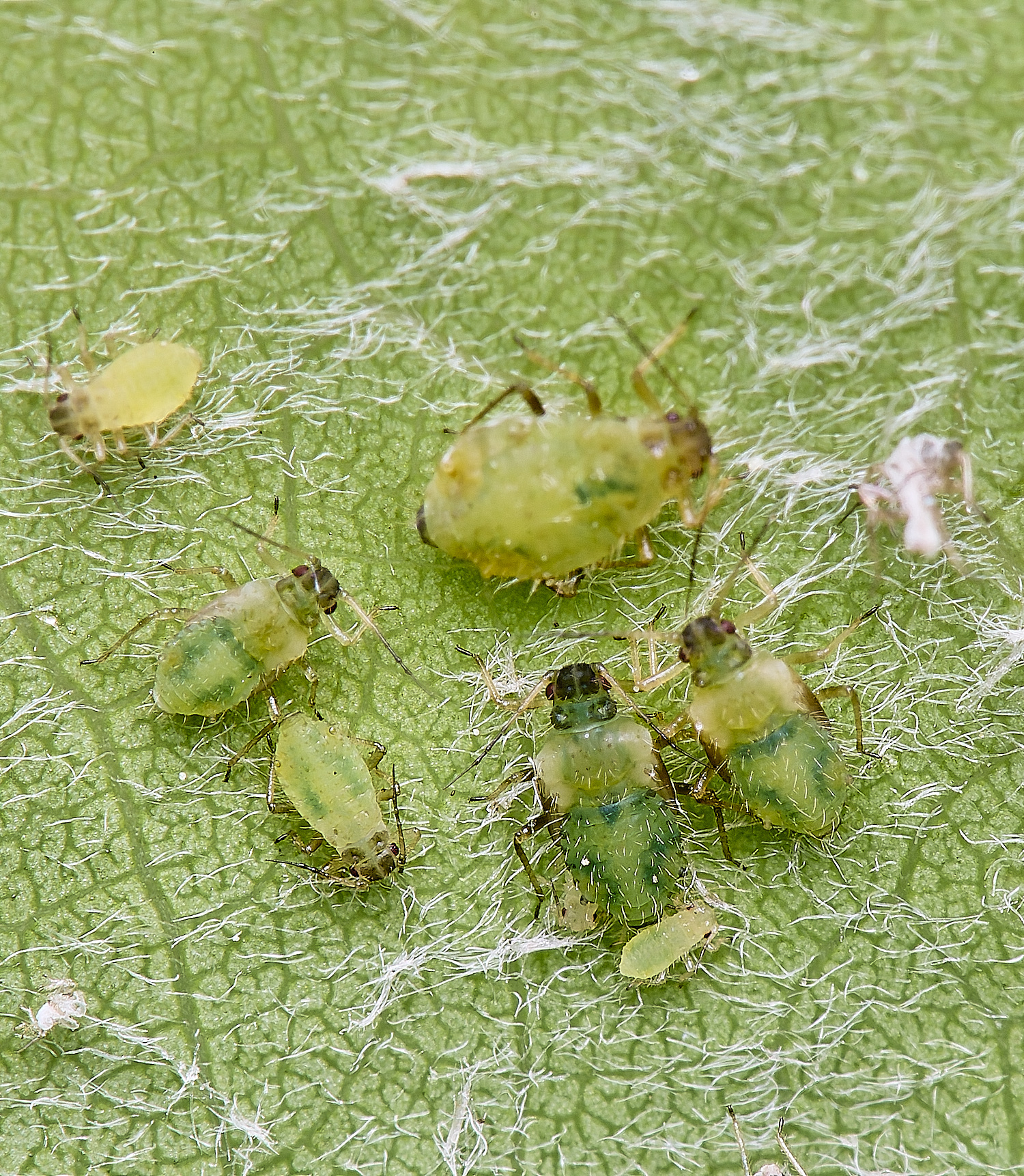 HorwichAspenAphid200525-3
