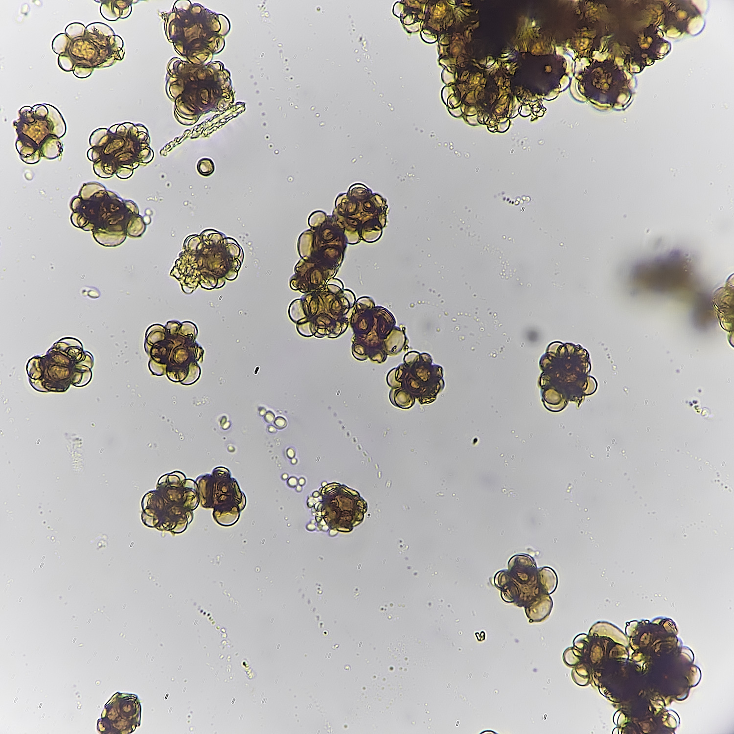 LittlePlumsteadAconiteSmut270425-2