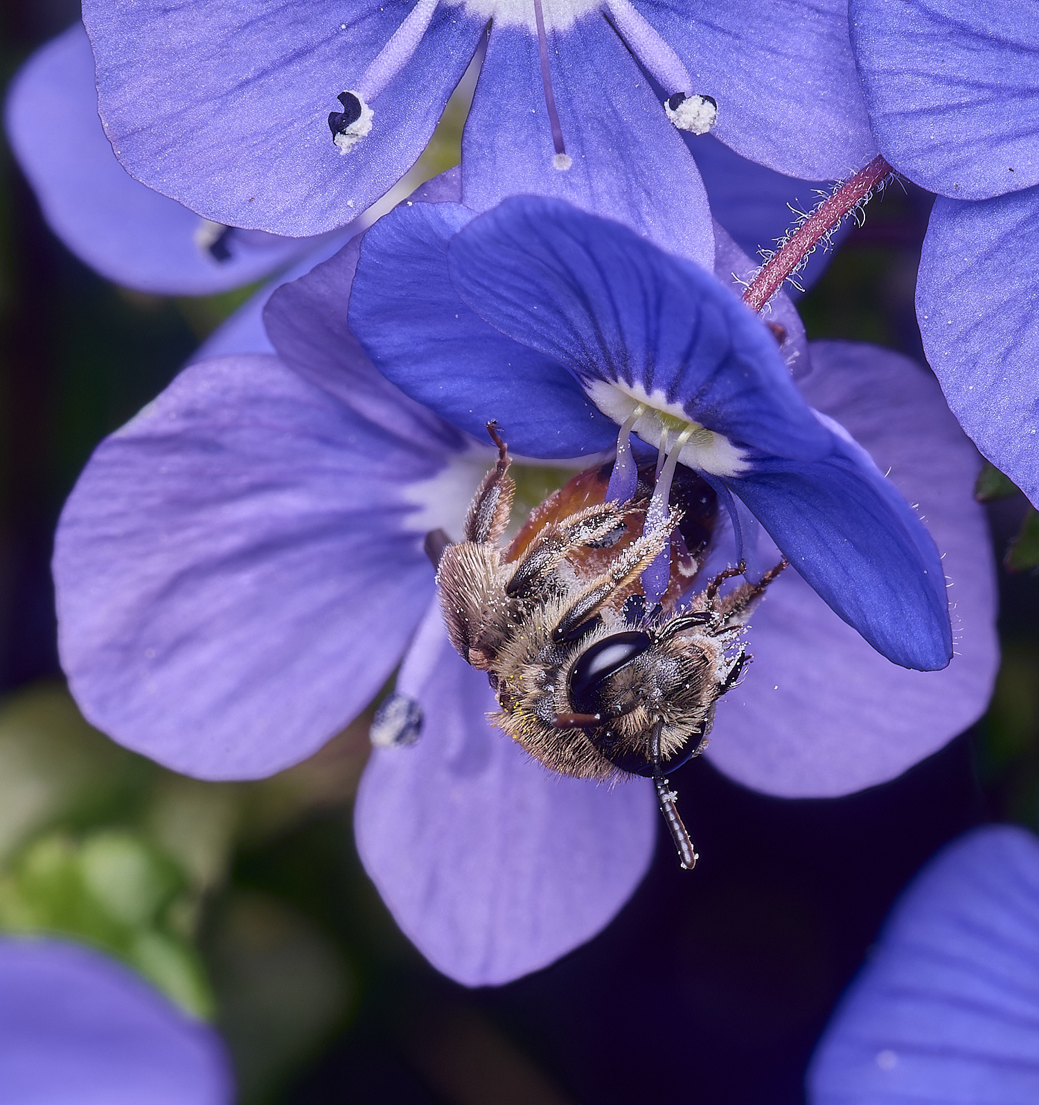 LittlePlumsteadAlabiata270425-2