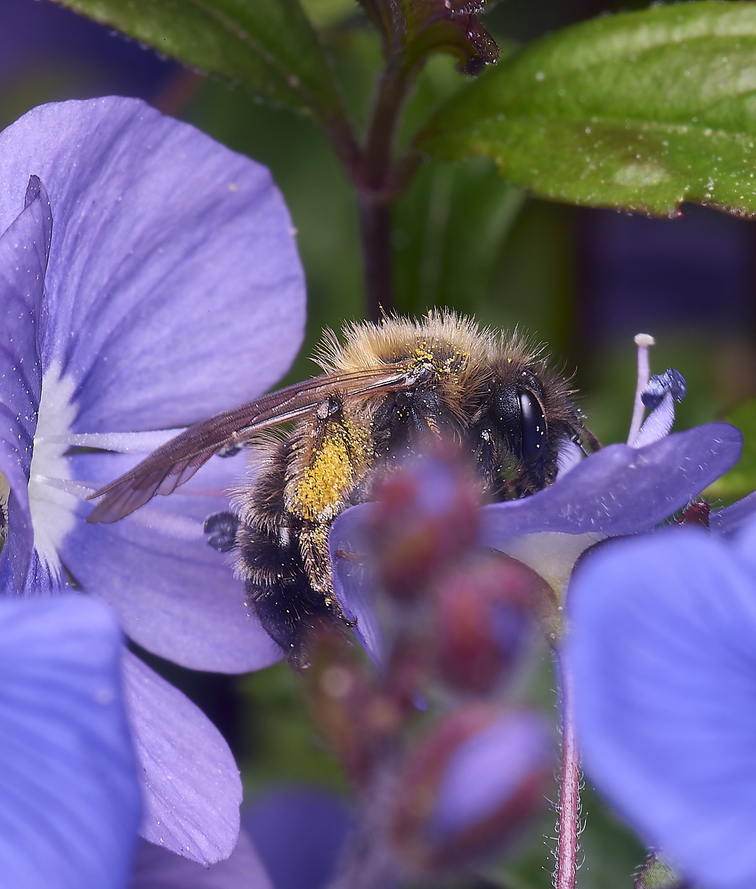 LittlePlumsteadAndrena2270425-1