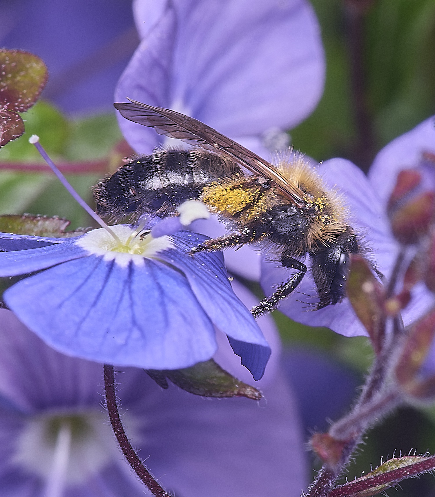 LittlePlumsteadAndrena2270425-2