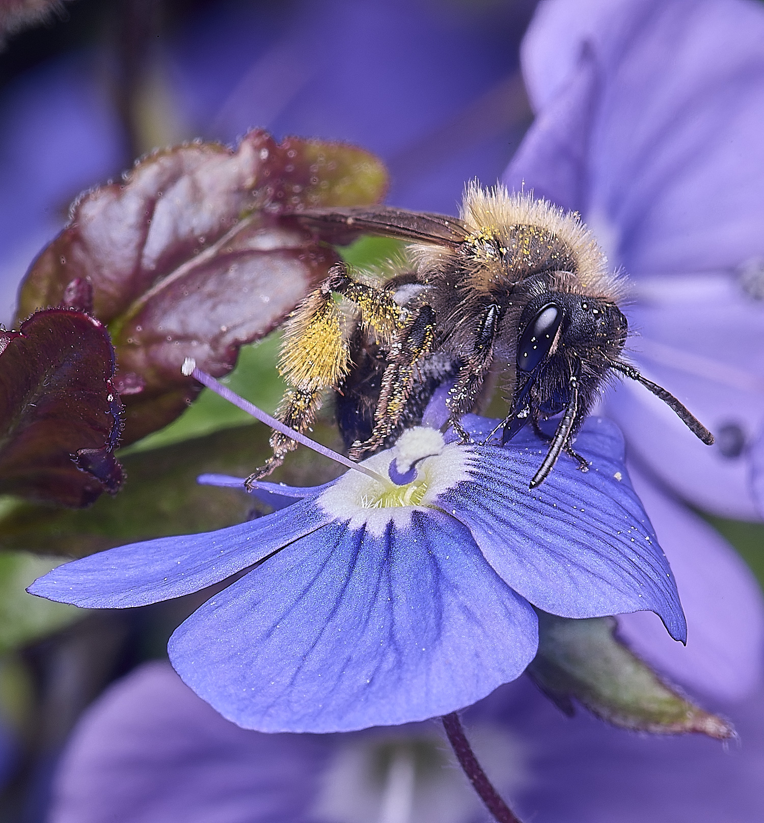 LittlePlumsteadAndrena2270425-3