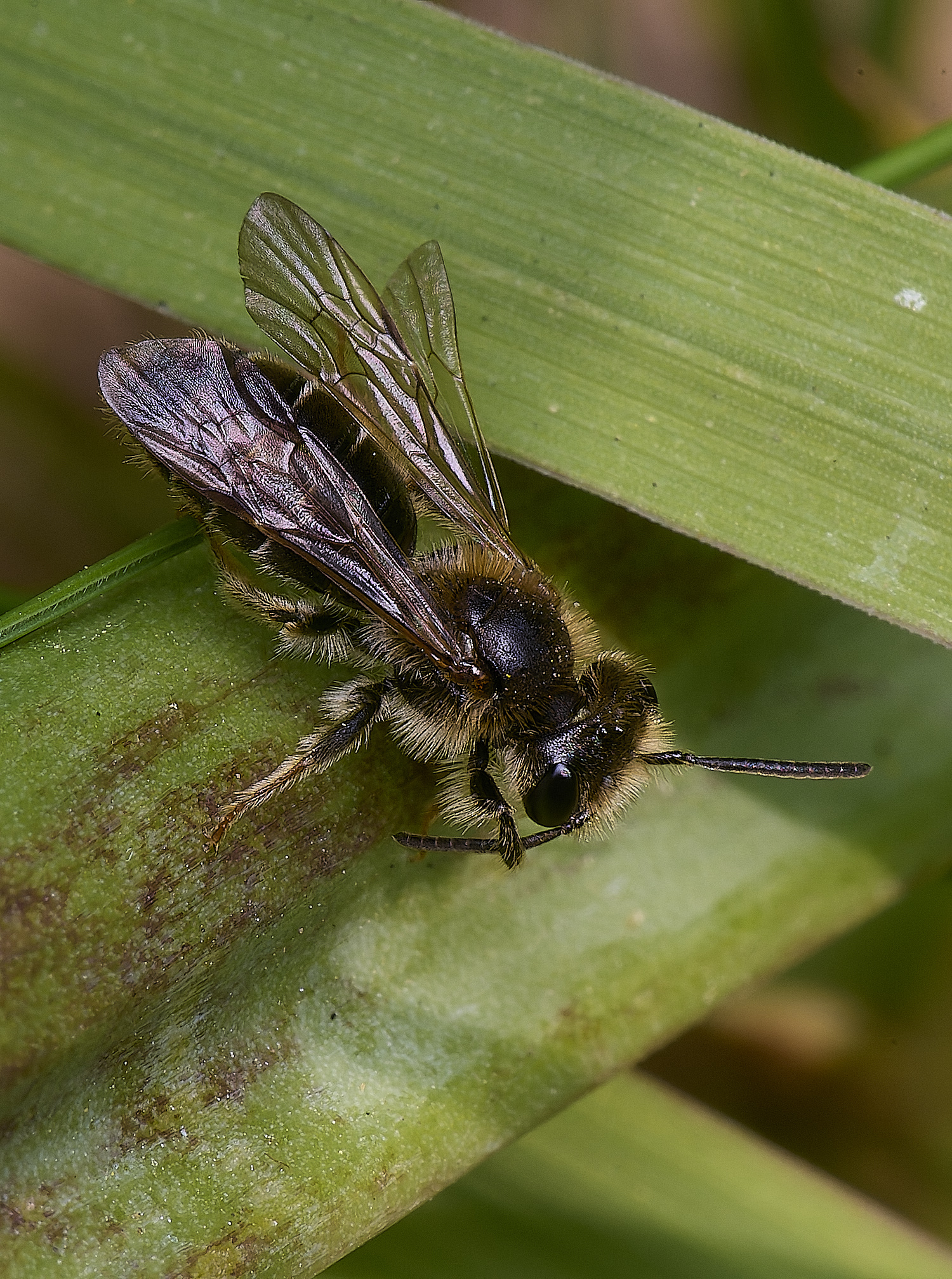 LittlePlumsteadAndrenaSp270425-1