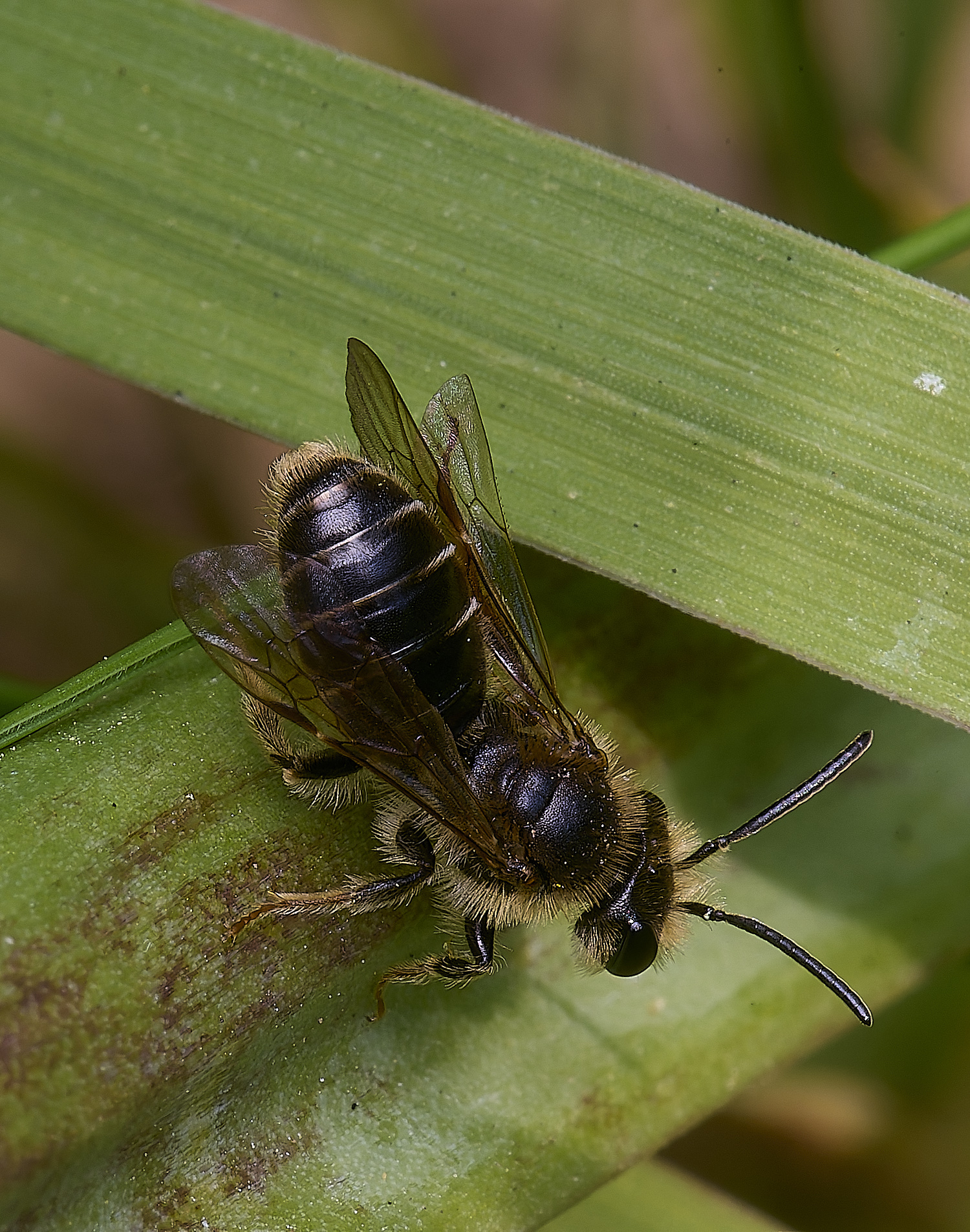 LittlePlumsteadAndrenaSp270425-2