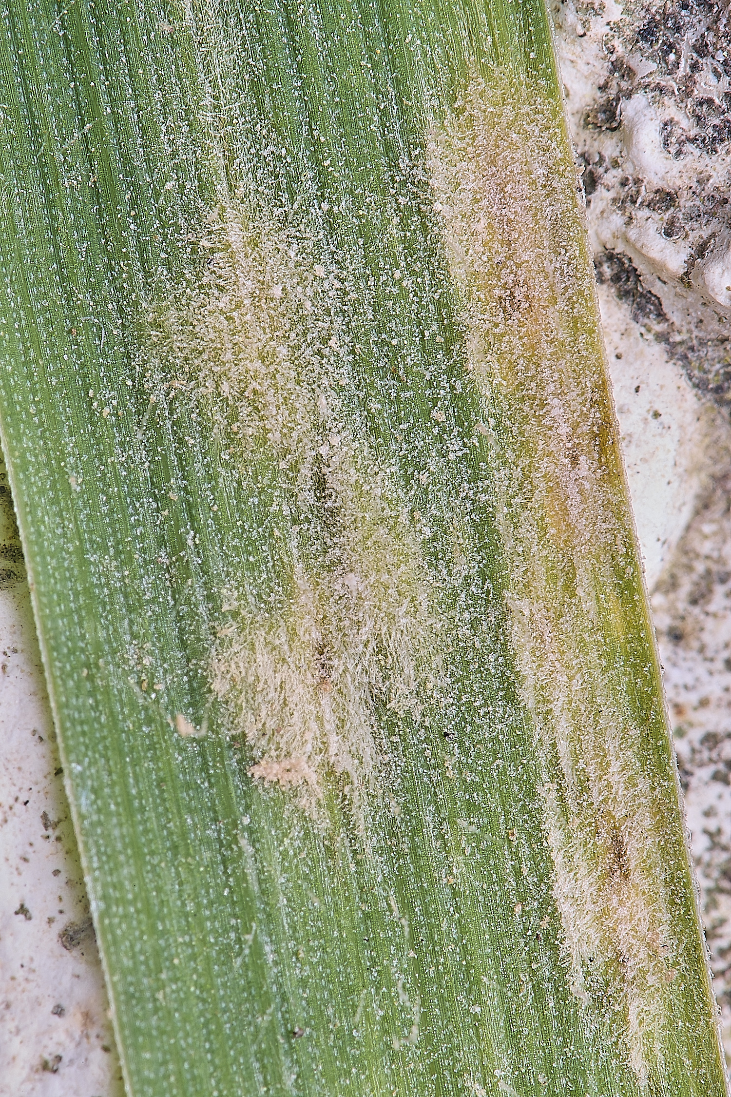 LittlePlumsteadBlumarielladacylidis270425-1