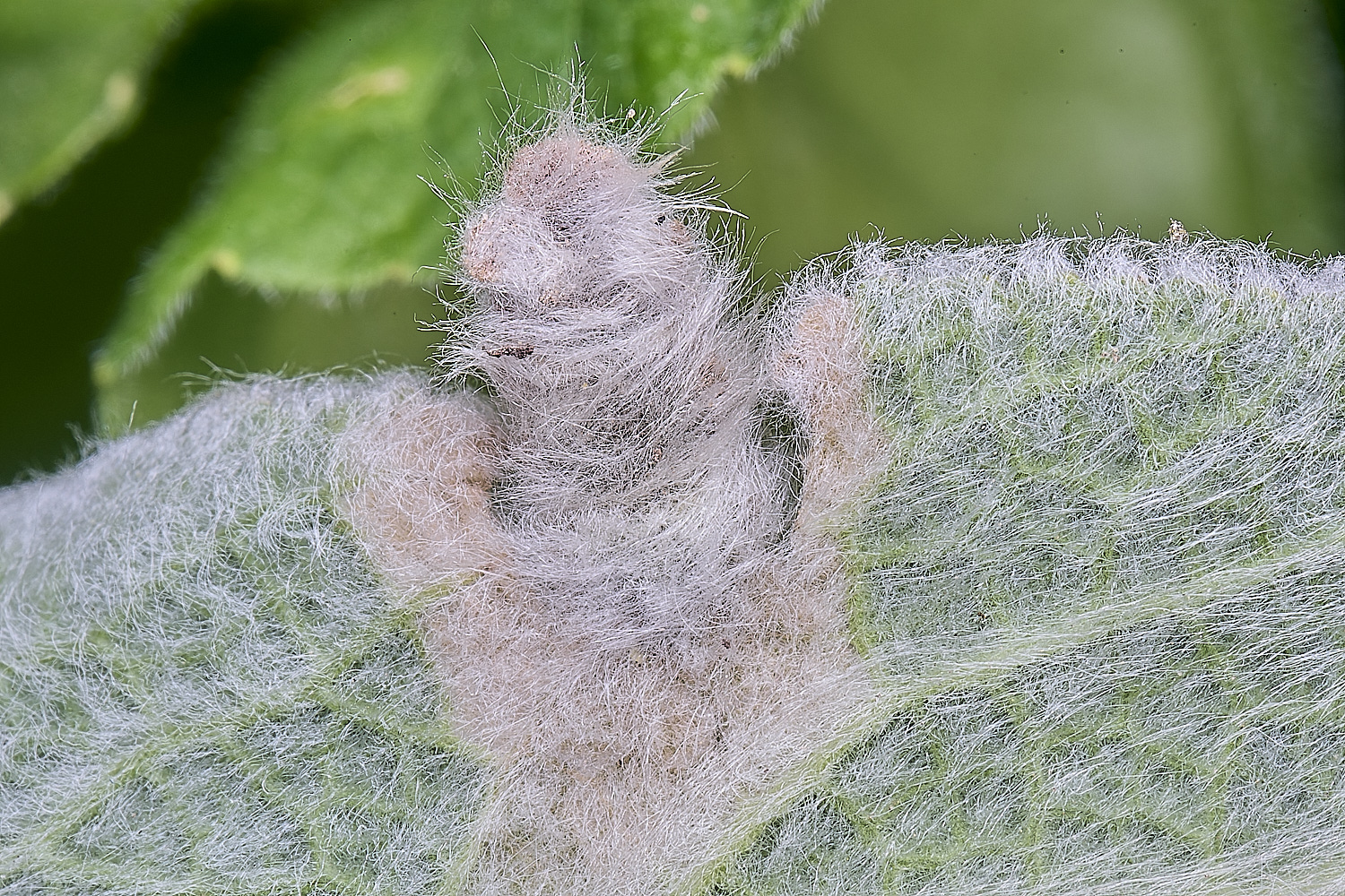 LittlePlumsteadCaseBeaere270425-1