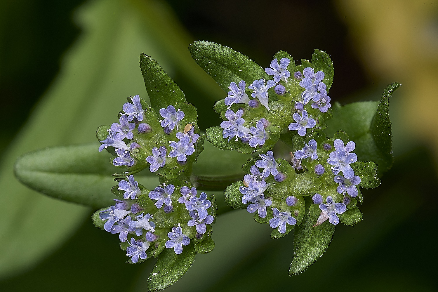 LittlePlumsteadCornSalad270425-1