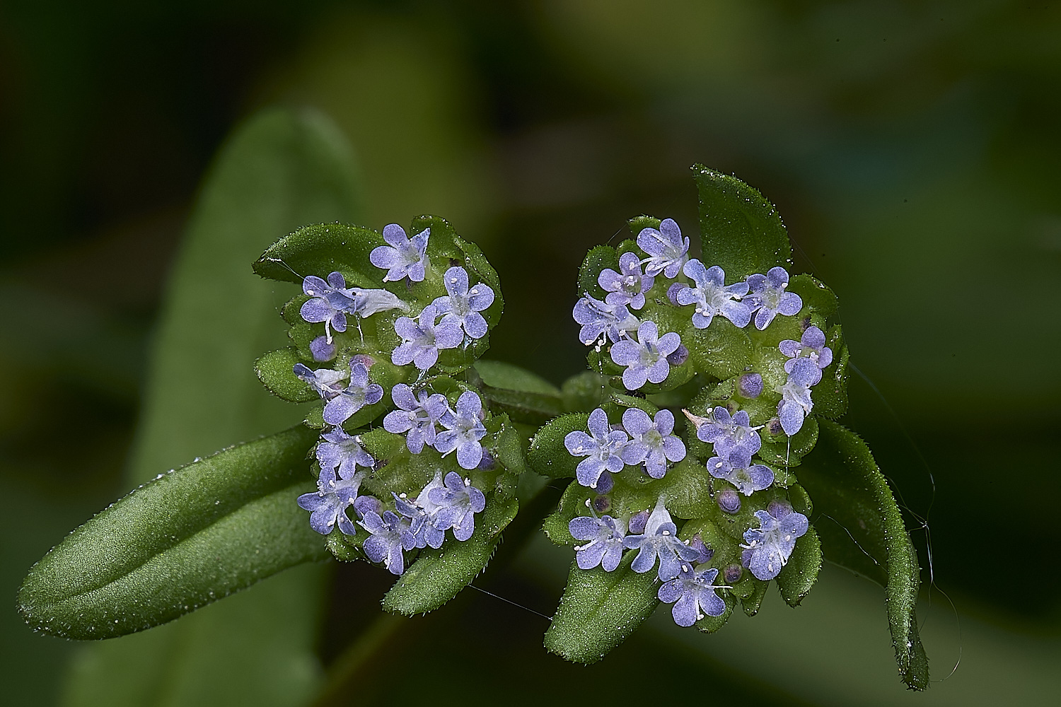LittlePlumsteadCornSalad270425-2