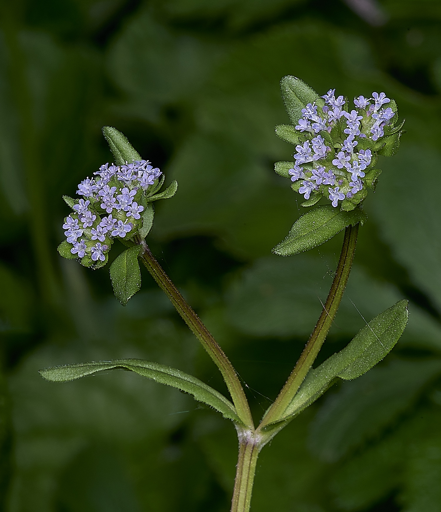 LittlePlumsteadCornSalad270425-3