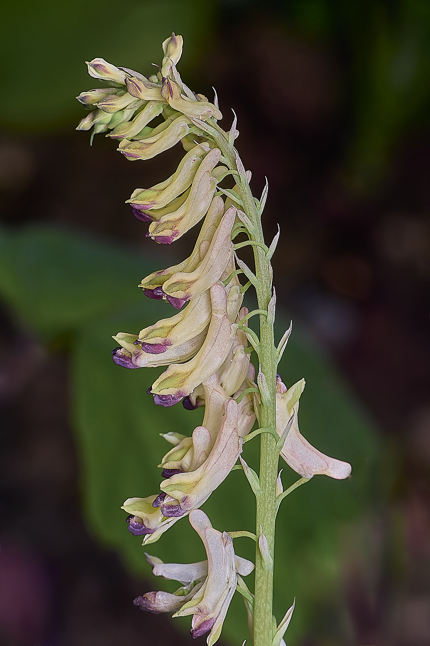 LittlePlumsteadCorydalis270425-1