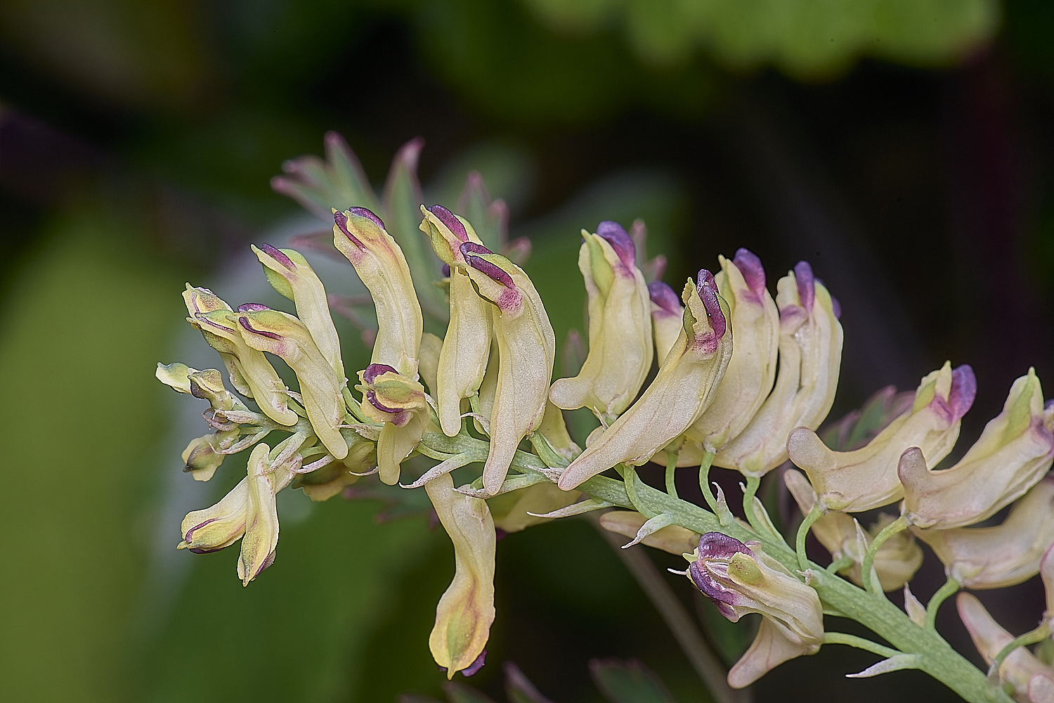 LittlePlumsteadCorydalis270425-2