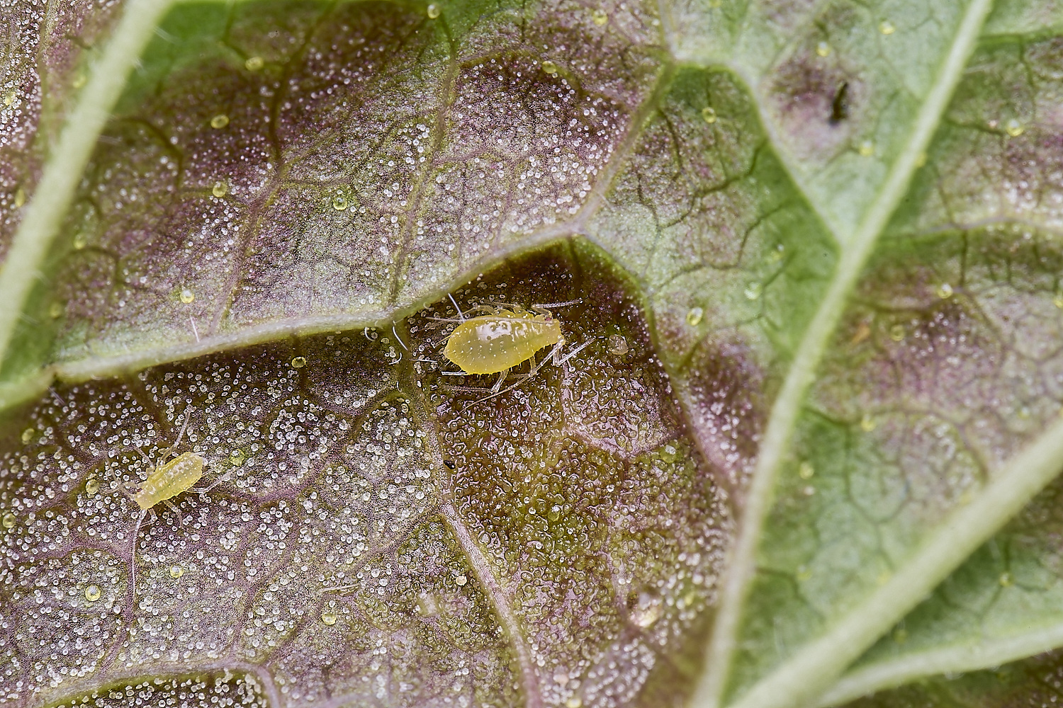 LittlePlumsteadCurrantAphid270425-1