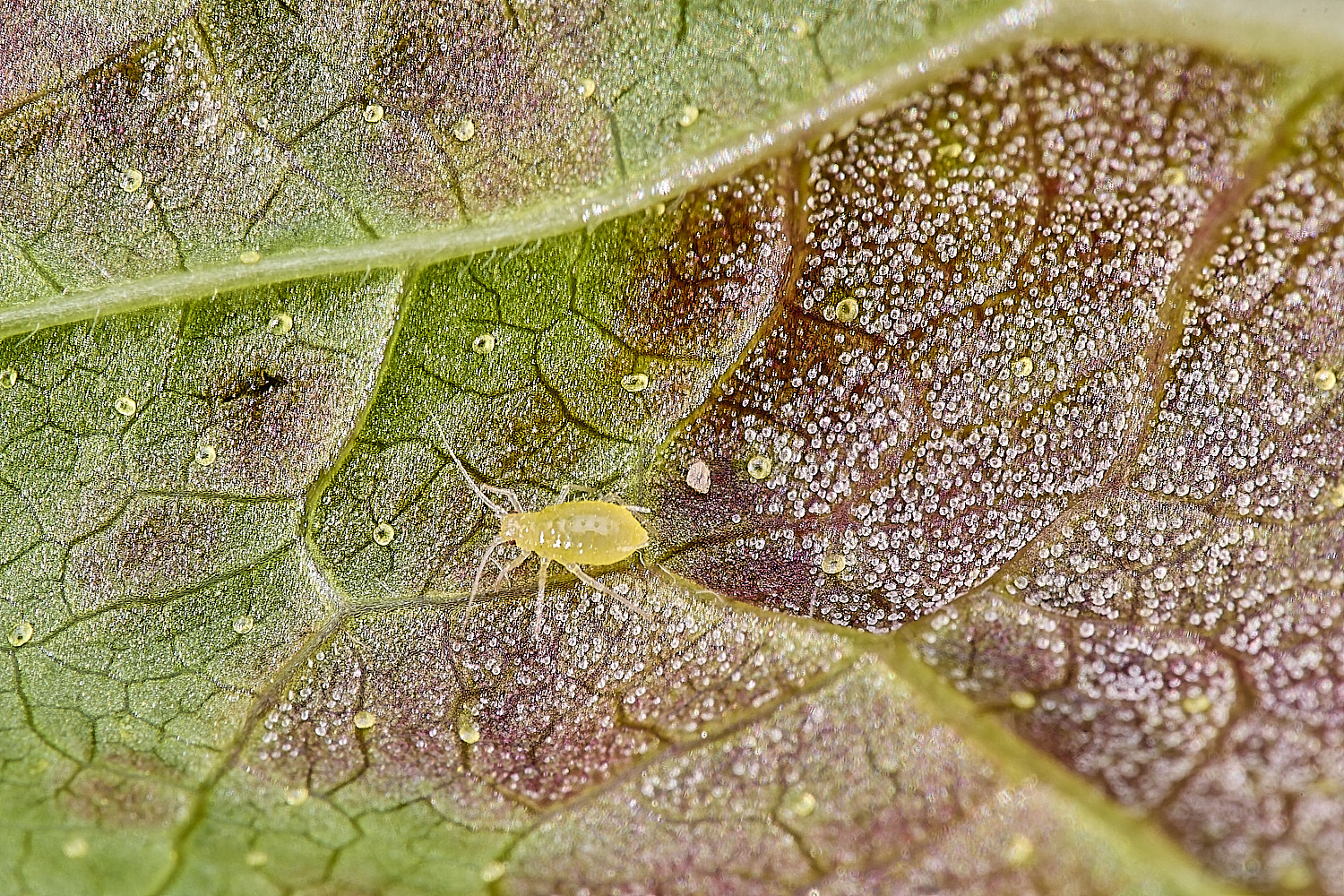 LittlePlumsteadCurrantAphid270425-2