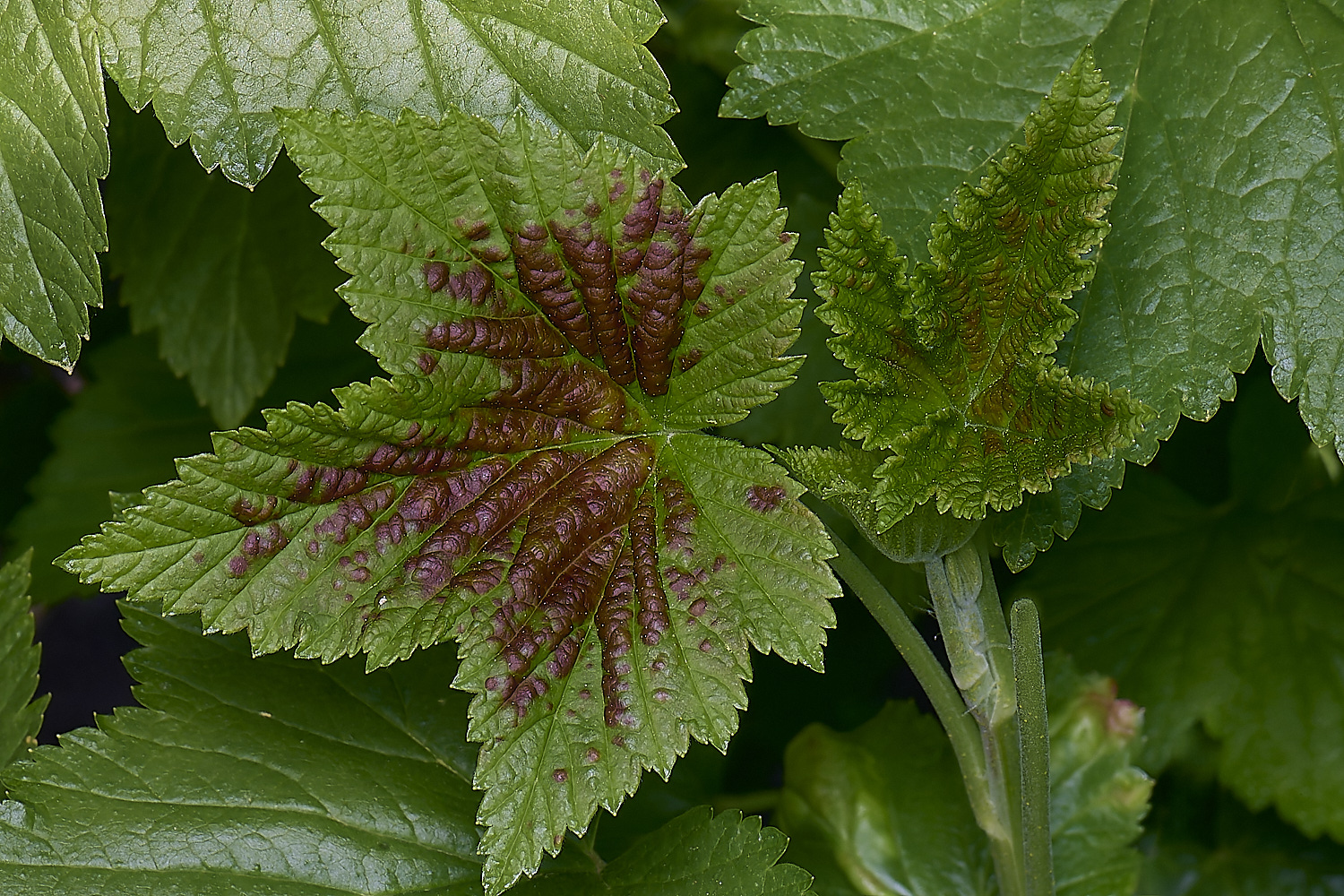 LittlePlumsteadCurrantAphid270425-3