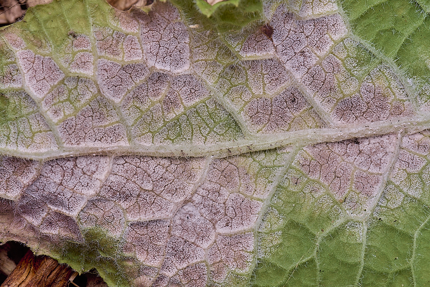 LittlePlumsteadDmonPrimrose270425-1