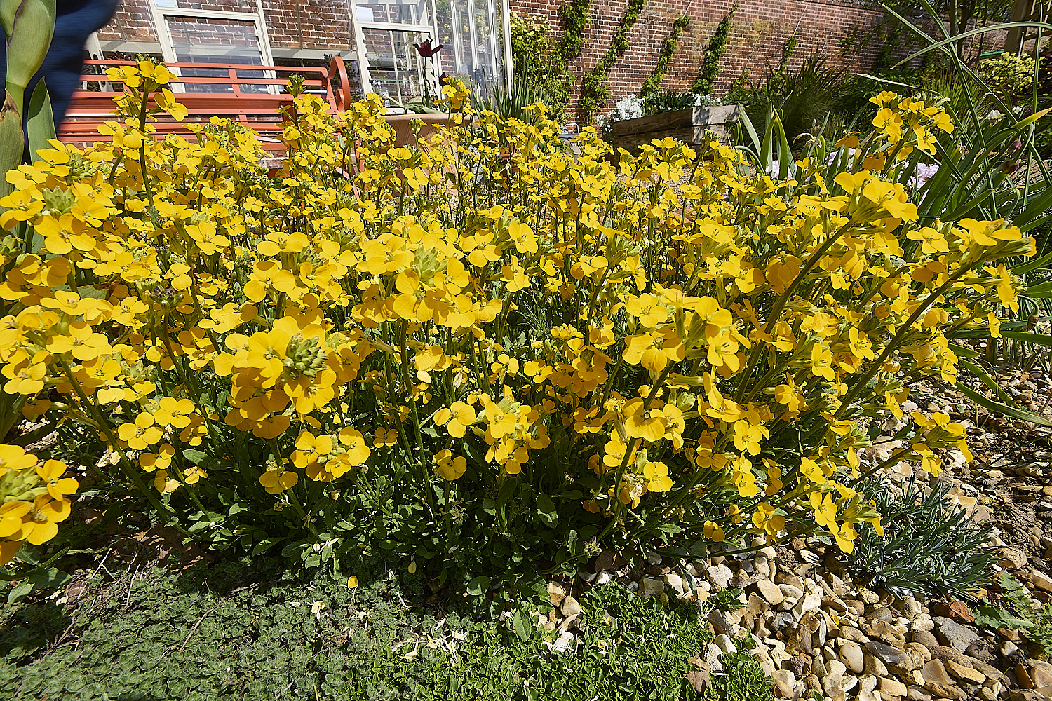 LittlePlumsteadErysimumSp270425-1