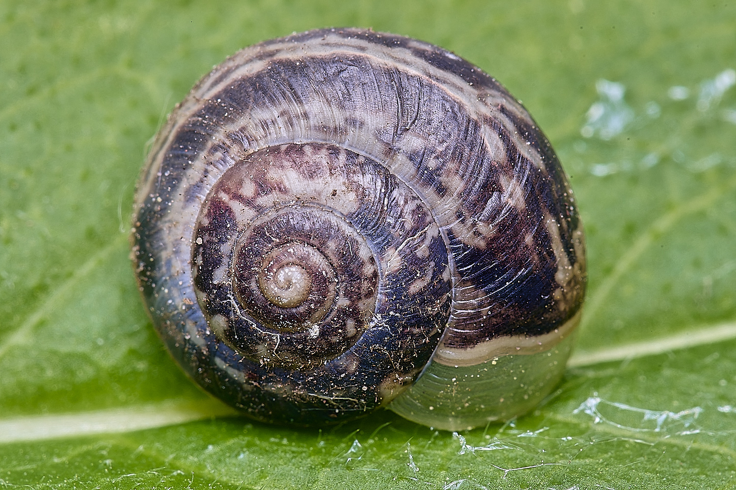 LittlePlumsteadFrenchSnail270425-1