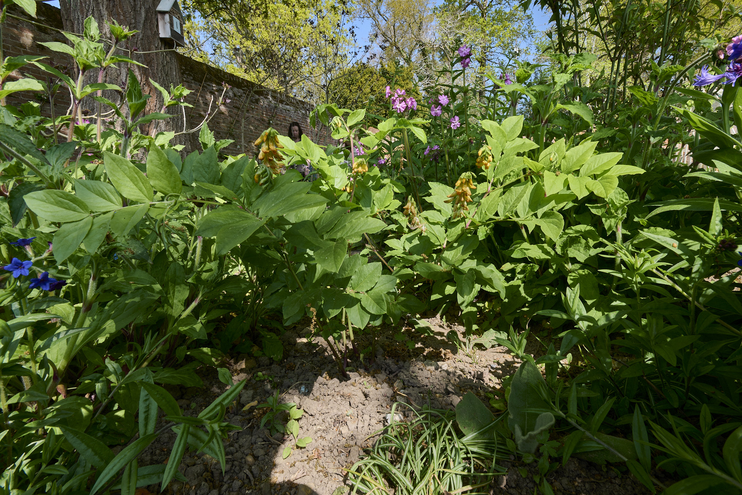 LittlePlumsteadGoldenPea270425-1