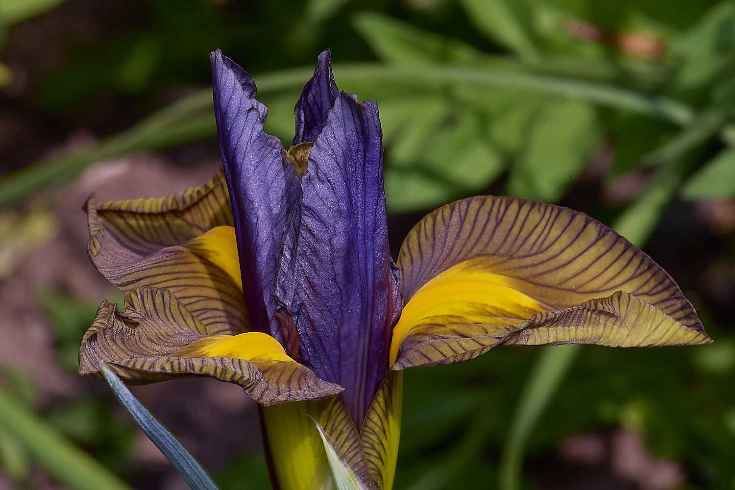 LittlePlumsteadIris270425-1