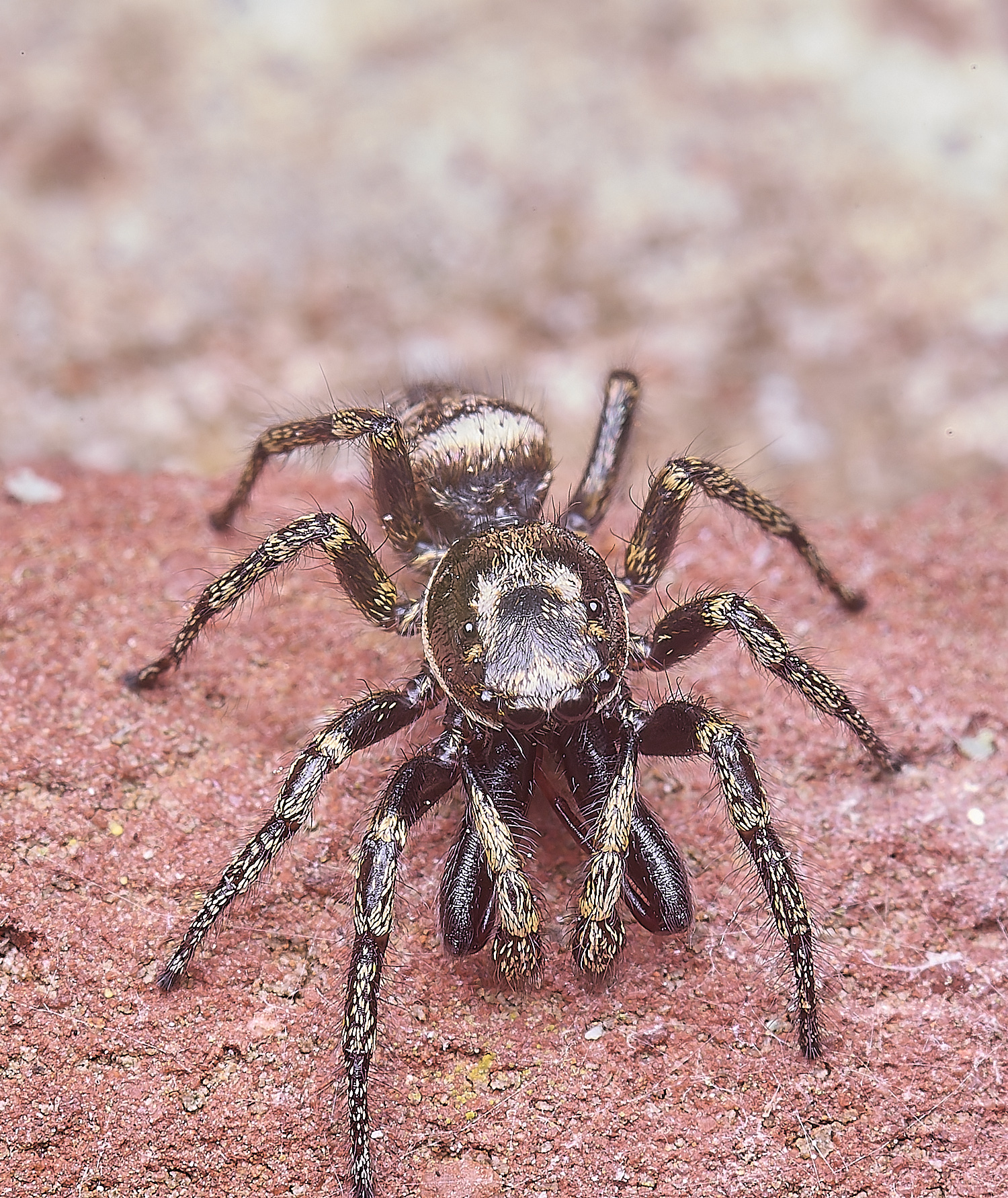 LittlePlumsteadJumpingSpider270425-1