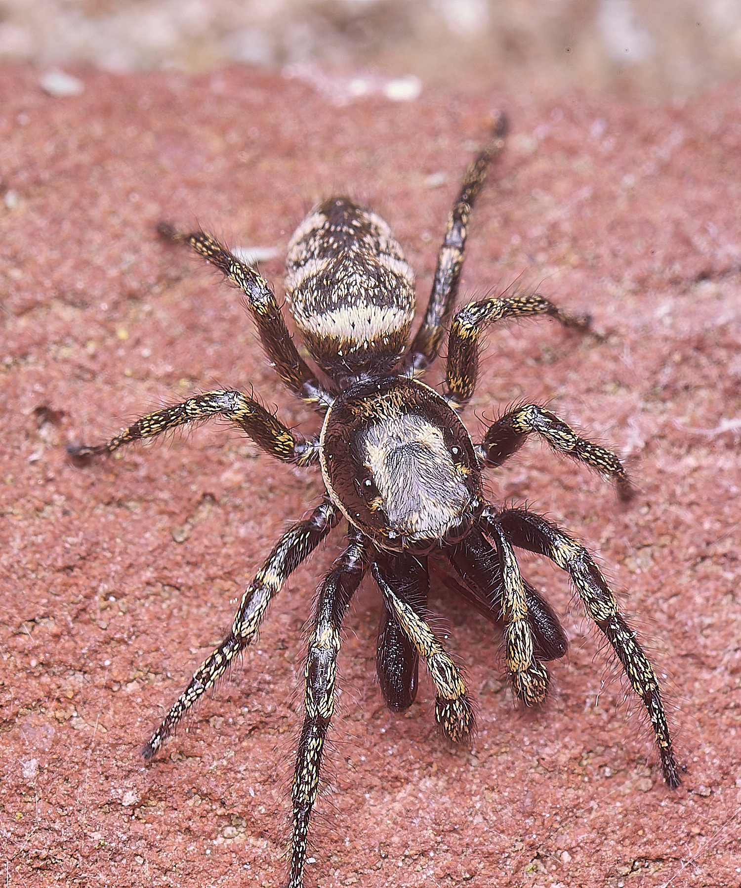 LittlePlumsteadJumpingSpider270425-2