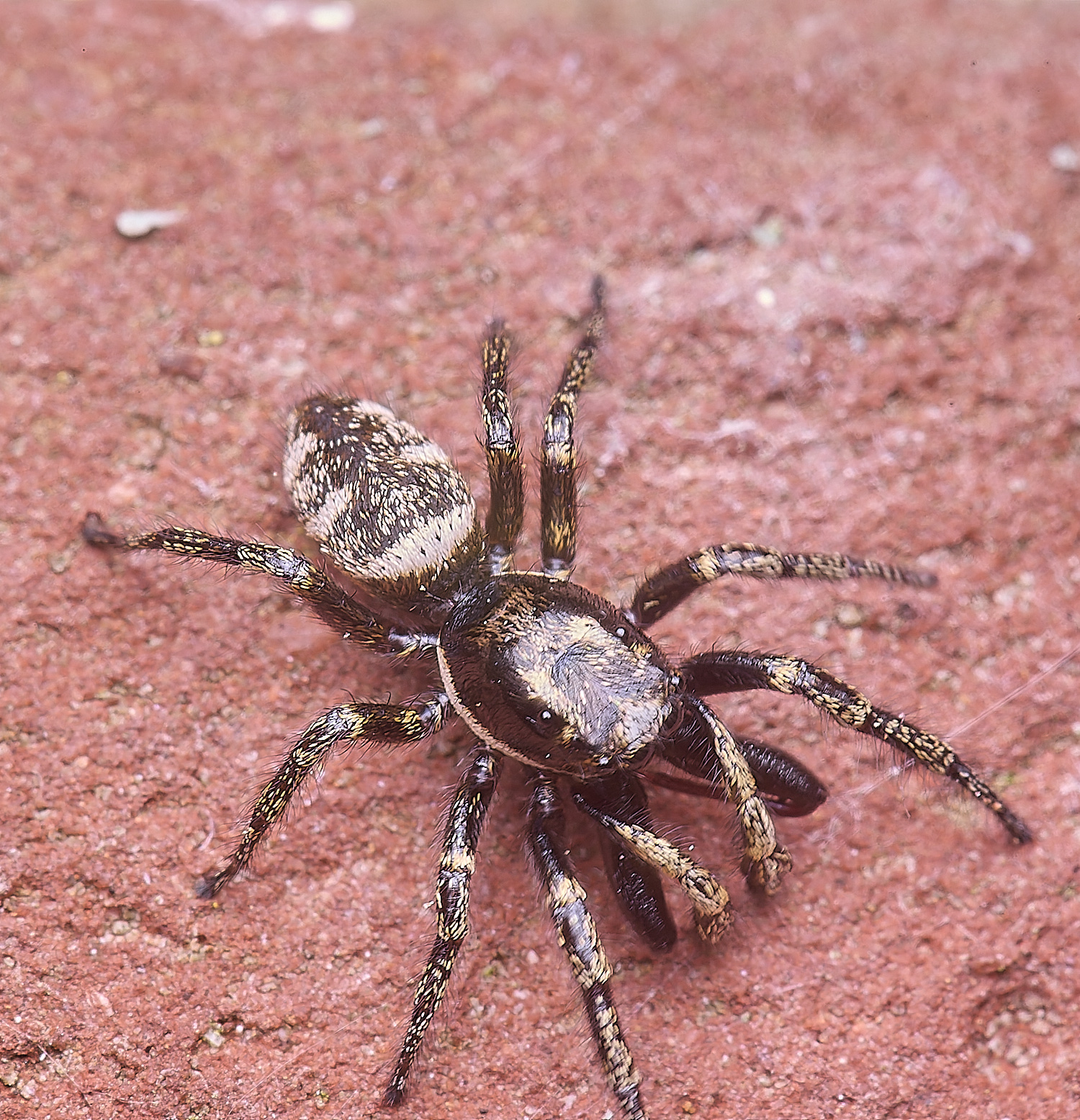 LittlePlumsteadJumpingSpider270425-3