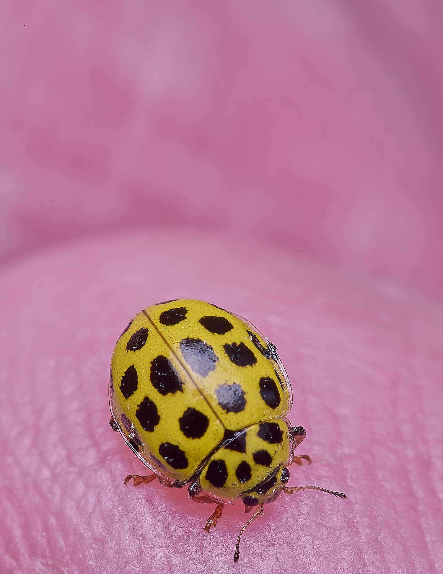 LittlePlumsteadLadybird270425-2