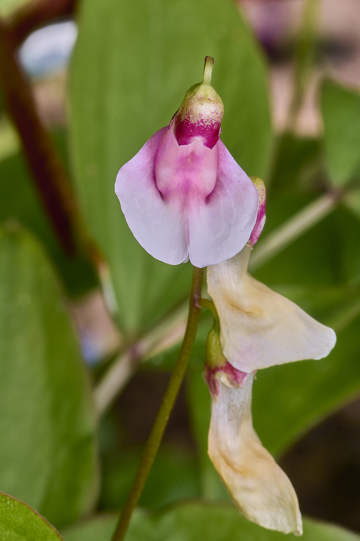 LittlePlumsteadLathyrusvernus&#39;Alboroseus&#39;270425-1