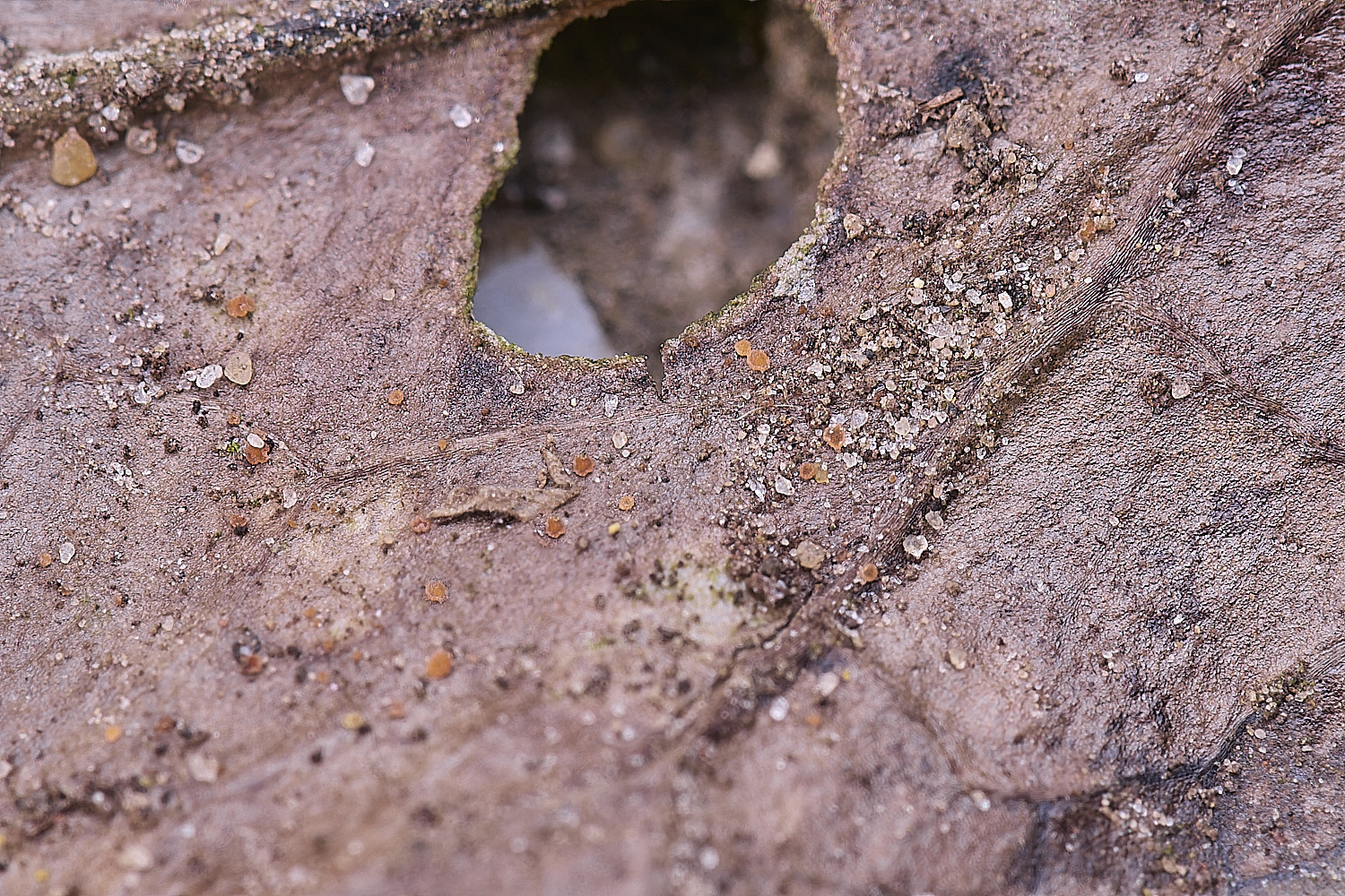 LittlePlumsteadLittleOrnage270425-1