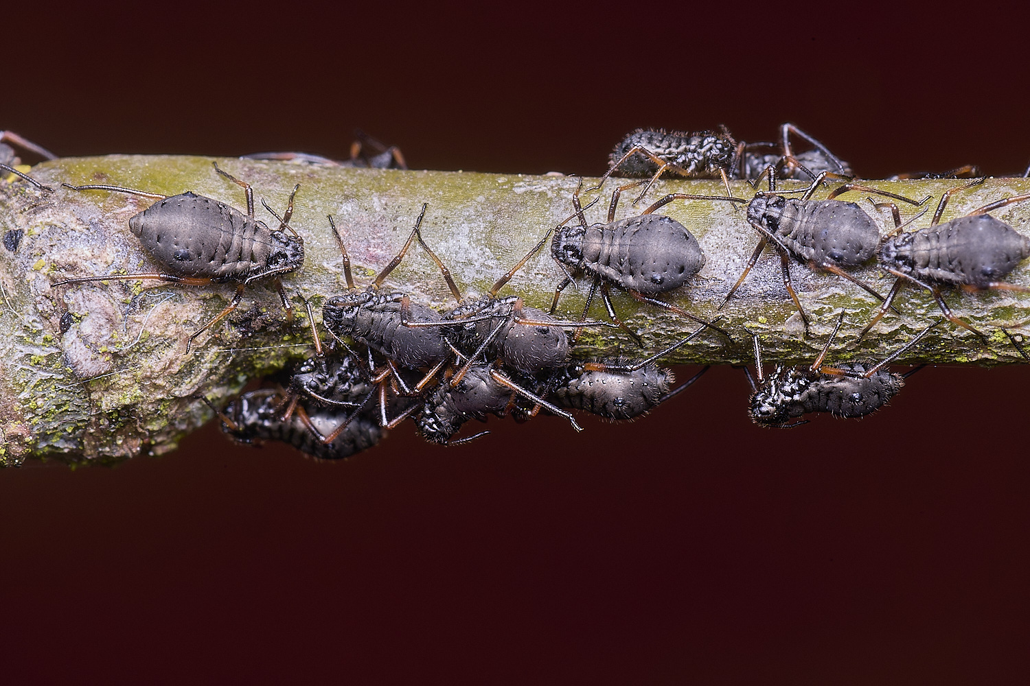 LittlePlumsteadOakAphids270425-1