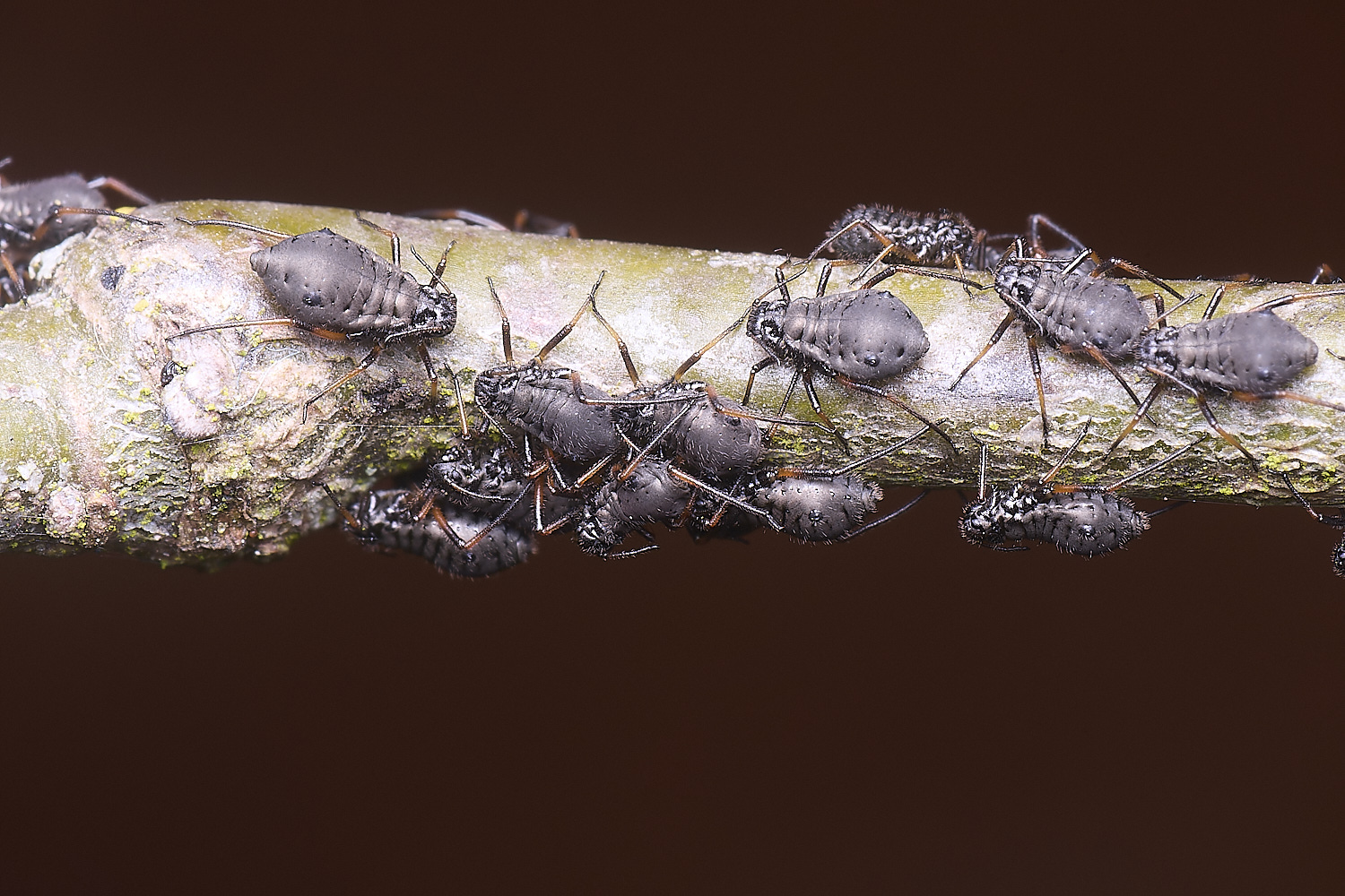 LittlePlumsteadOakAphids270425-2