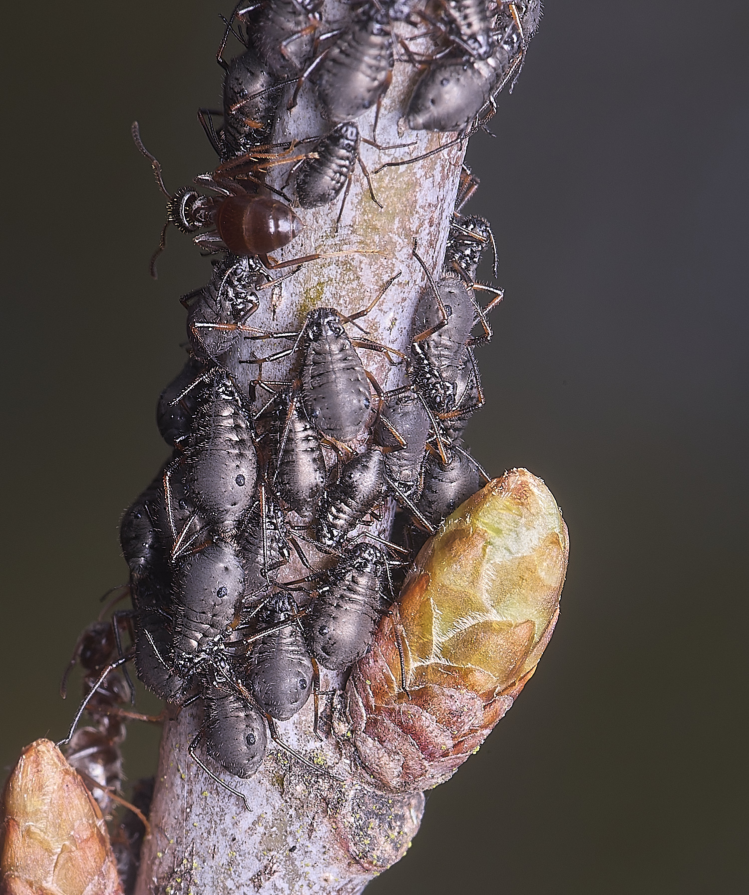 LittlePlumsteadOakAphids270425-3