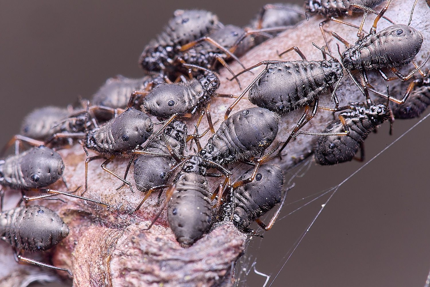 LittlePlumsteadOakAphids270425-4