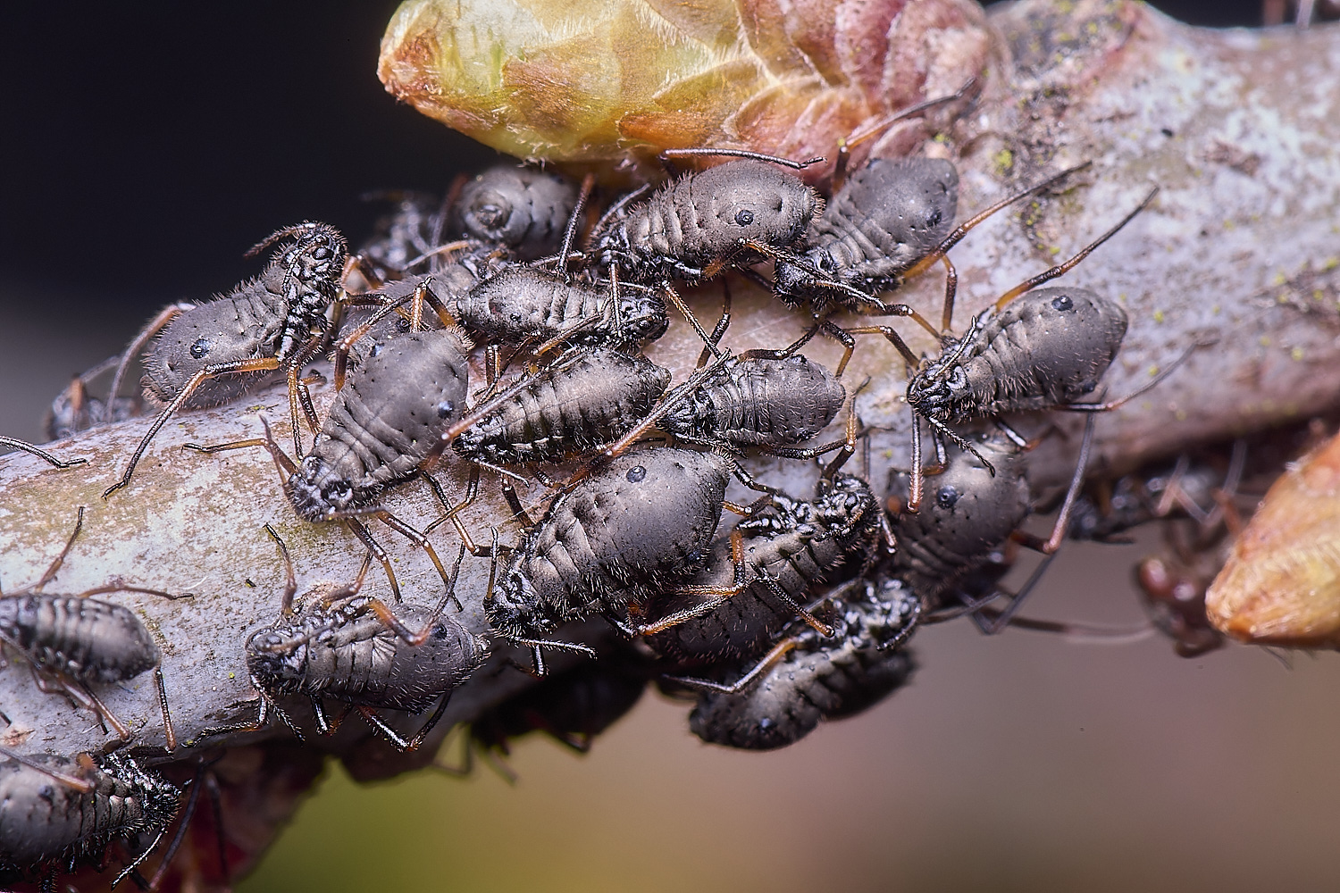 LittlePlumsteadOakAphids270425-5