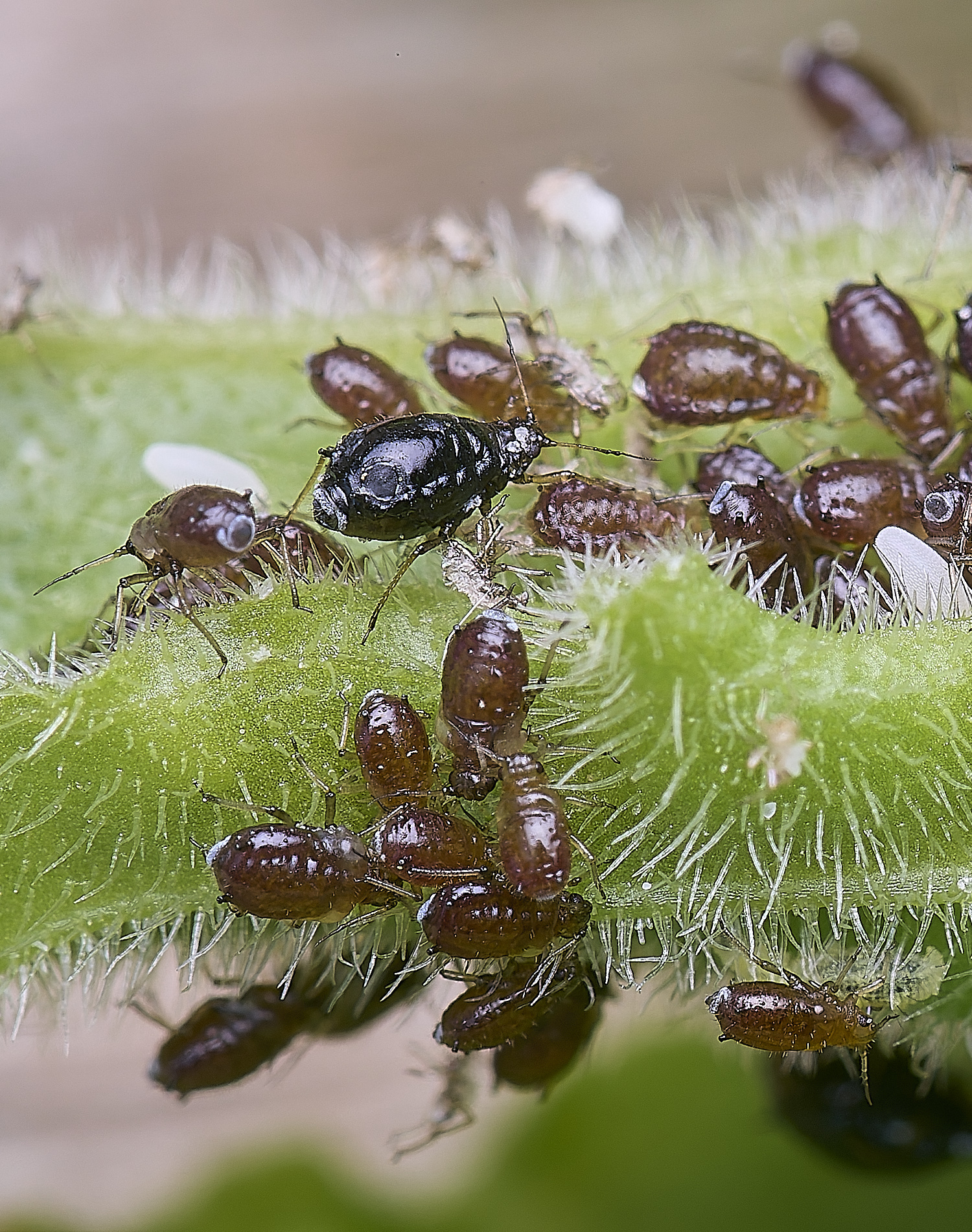 LittlePlumsteadRedCampionAphid270425-3