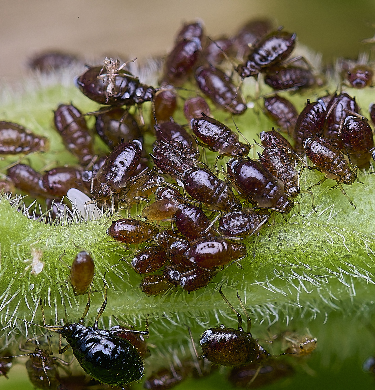 LittlePlumsteadRedCampionAphid270425-4