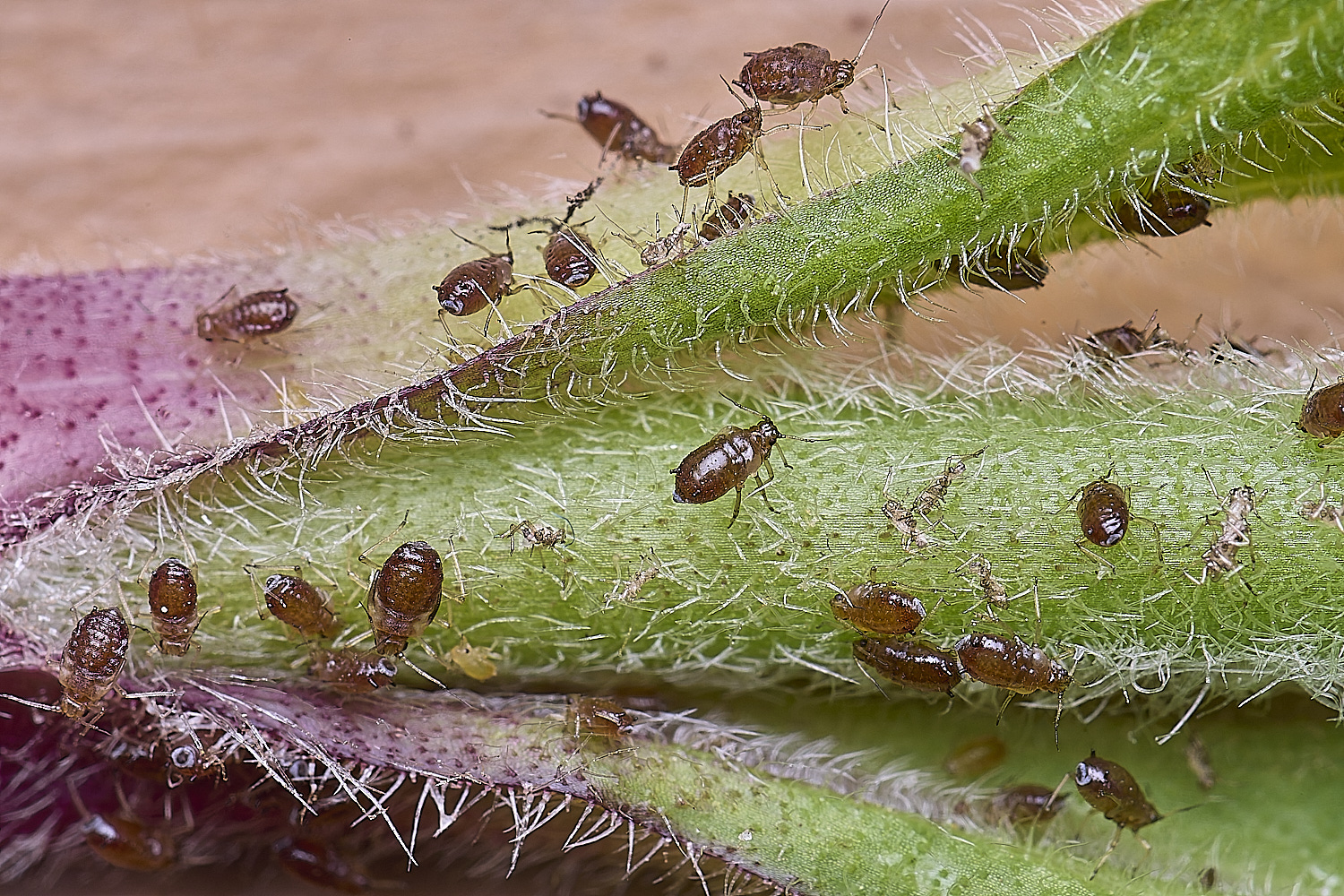 LittlePlumsteadRedCampionAphidAphid270425-1