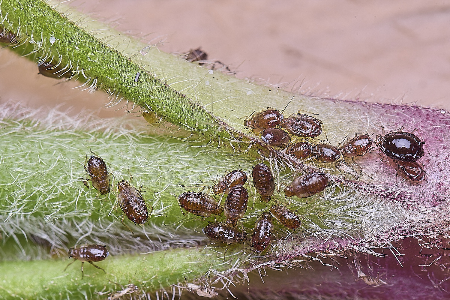 LittlePlumsteadRedCampionAphidAphid270425-2