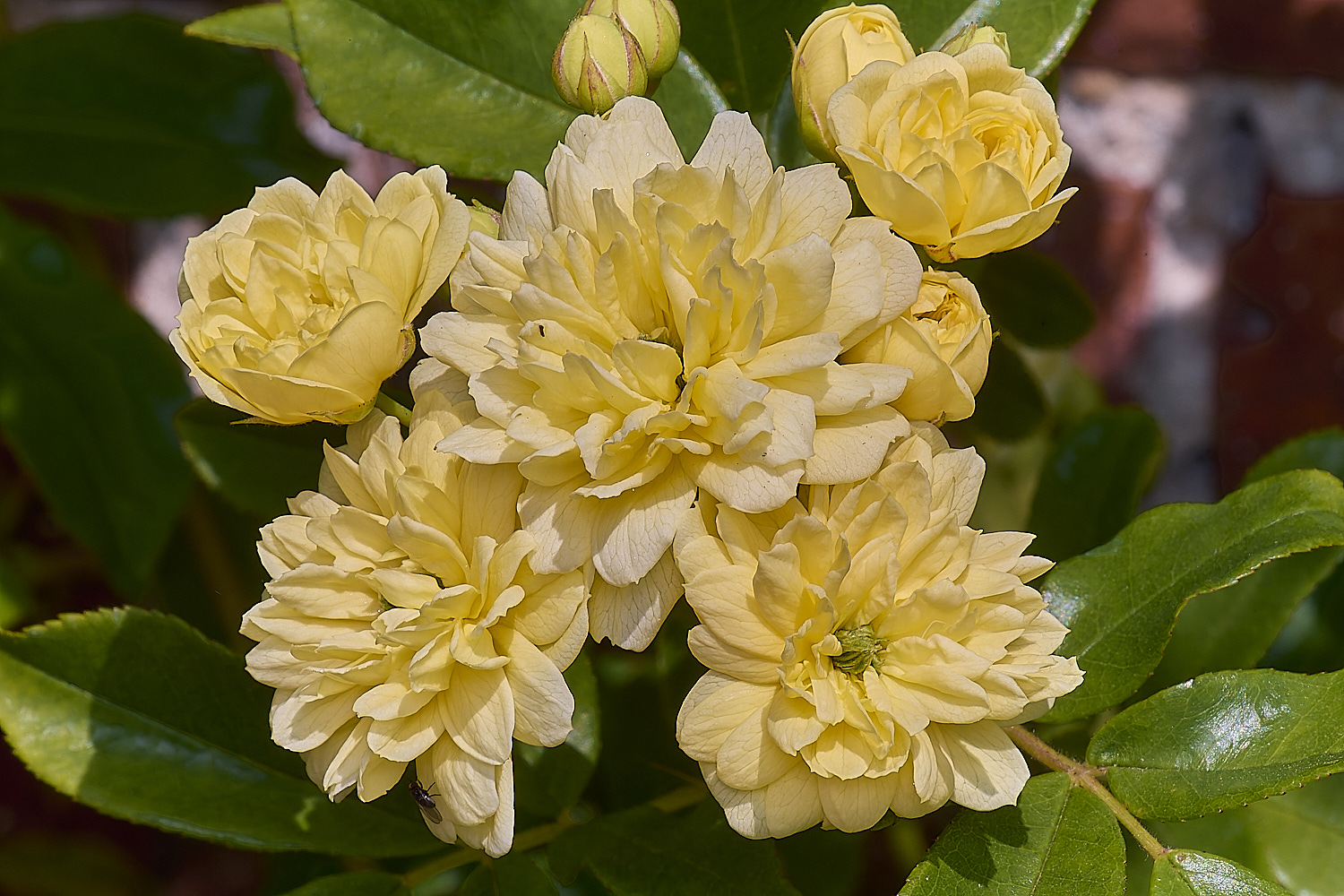 LittlePlumsteadRosabanksiae&#39;Lutea&#34;270425-1