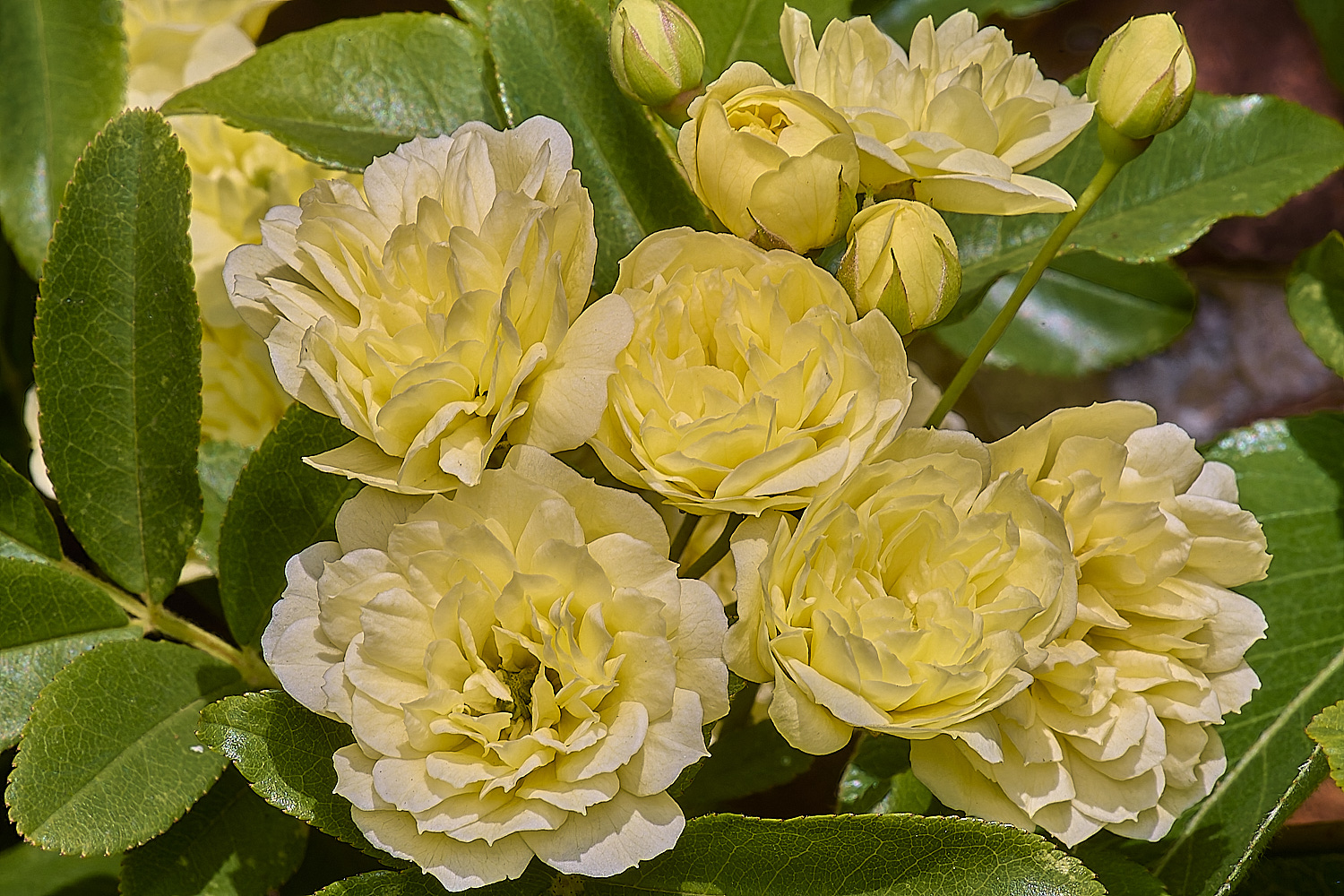 LittlePlumsteadRosabanksiae&#39;Lutea&#34;270425-2