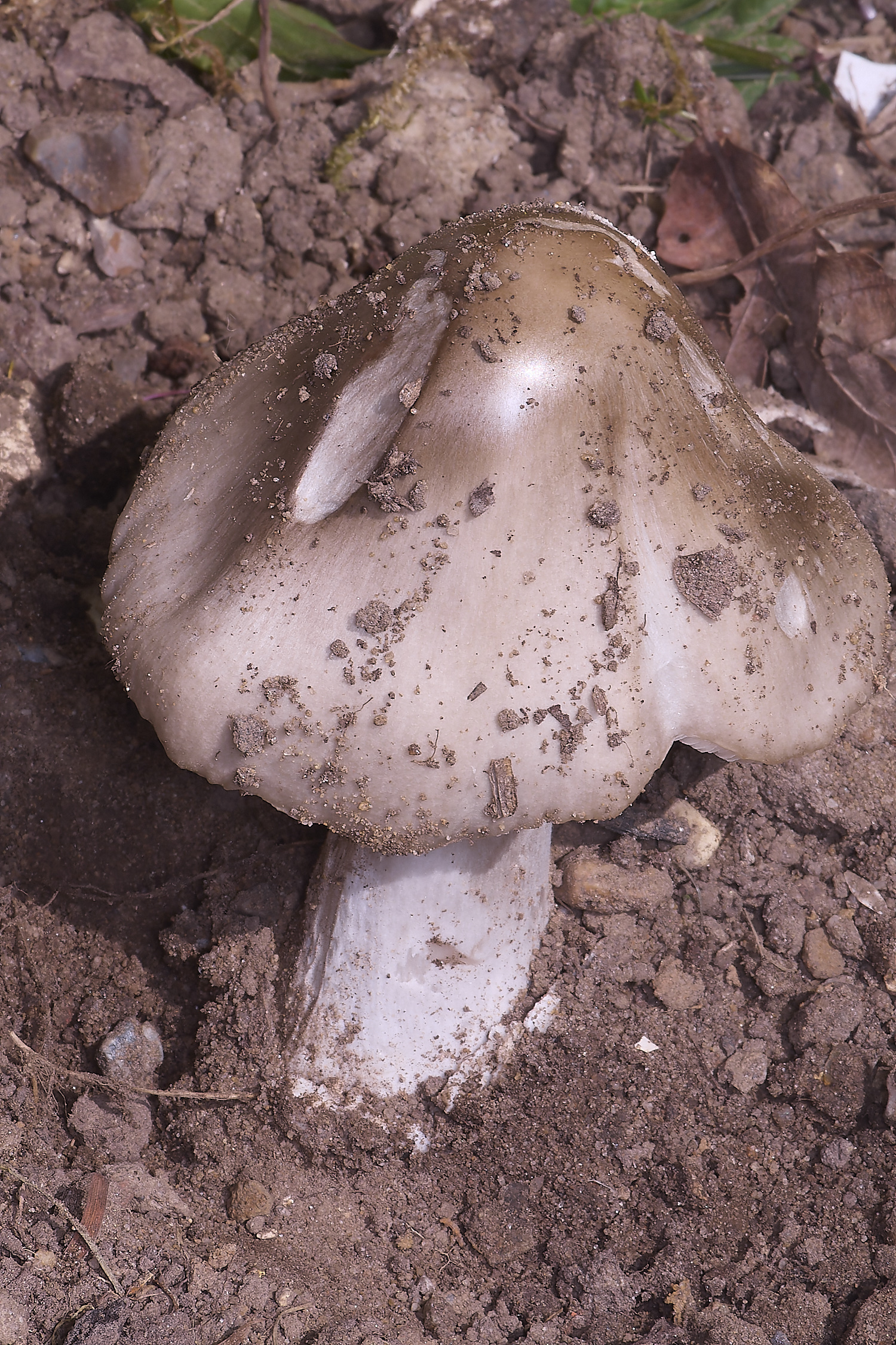 LittlePlumsteadStubbleRoseGill270425-1