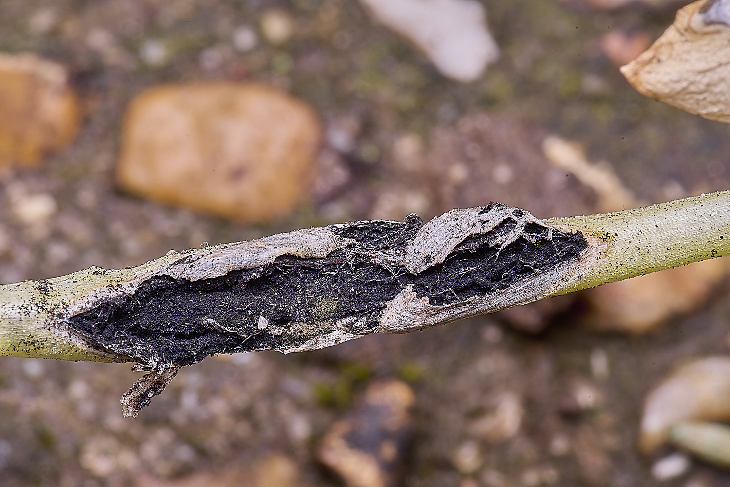 LittlePlumsteadWInterAconiteSmut270425-1