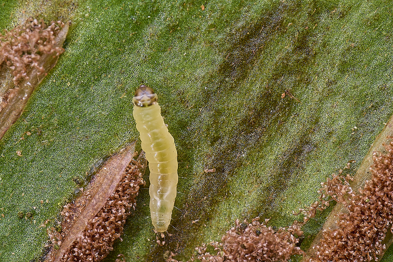 LittlePlunsteadFernSmutCaterpillar270425-1