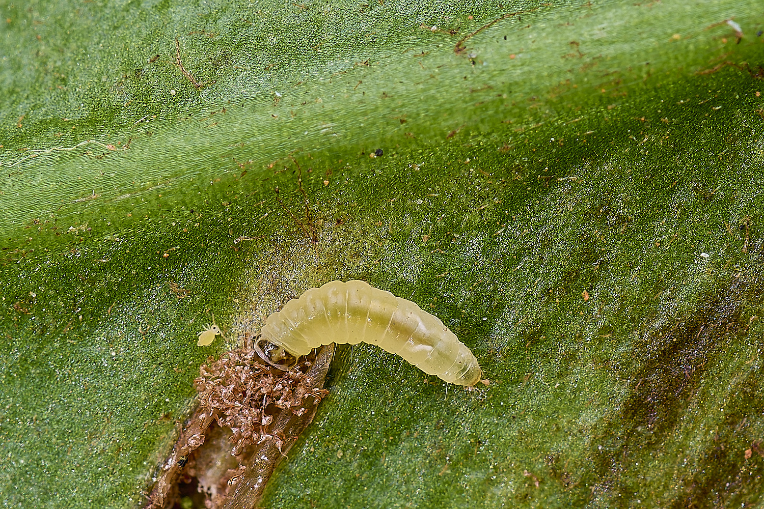 LittlePlunsteadFernSmutCaterpillar270425-2