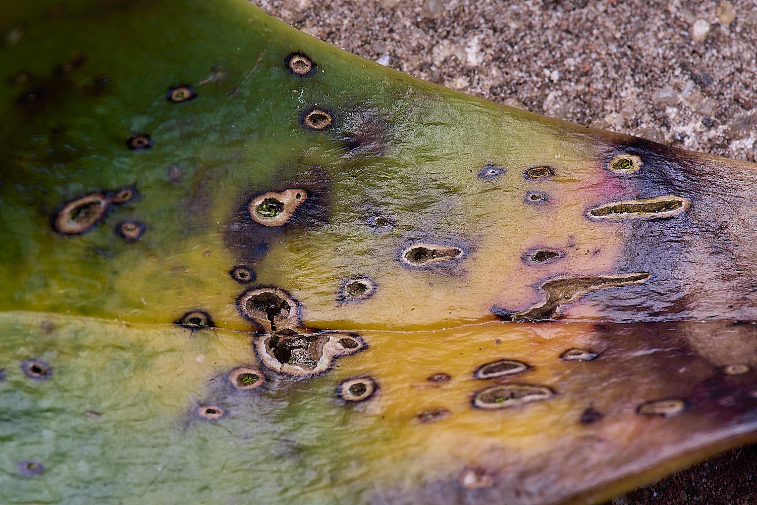 LittlePlusteadPhilostichtusjapomicus270425-1