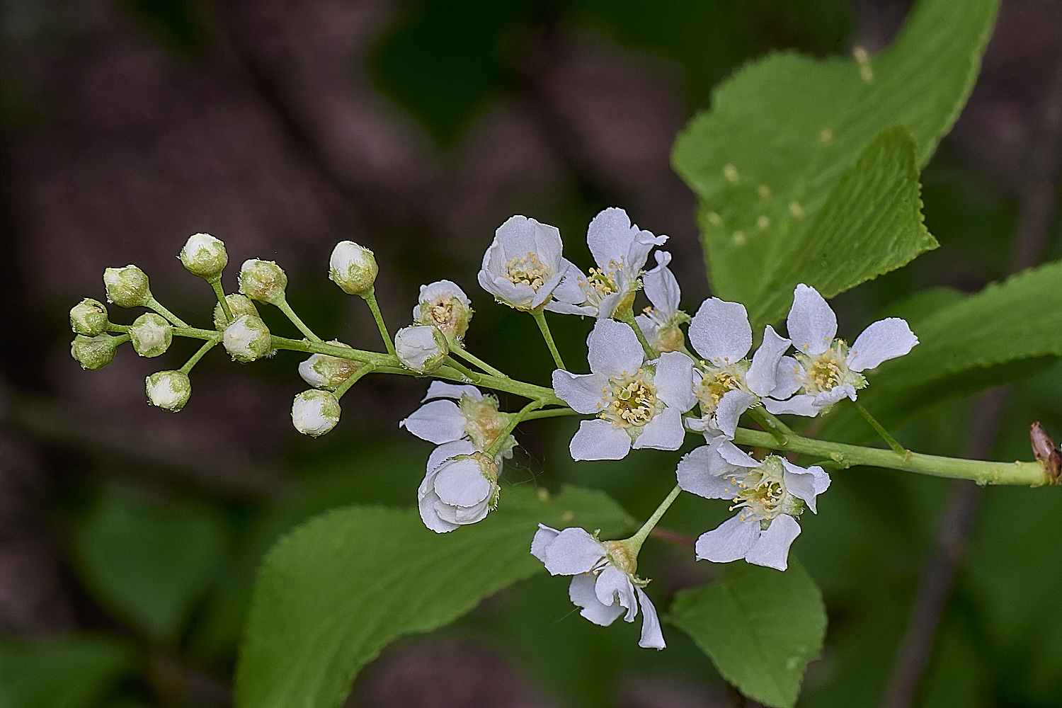 LynfordBirdCherry190425-1