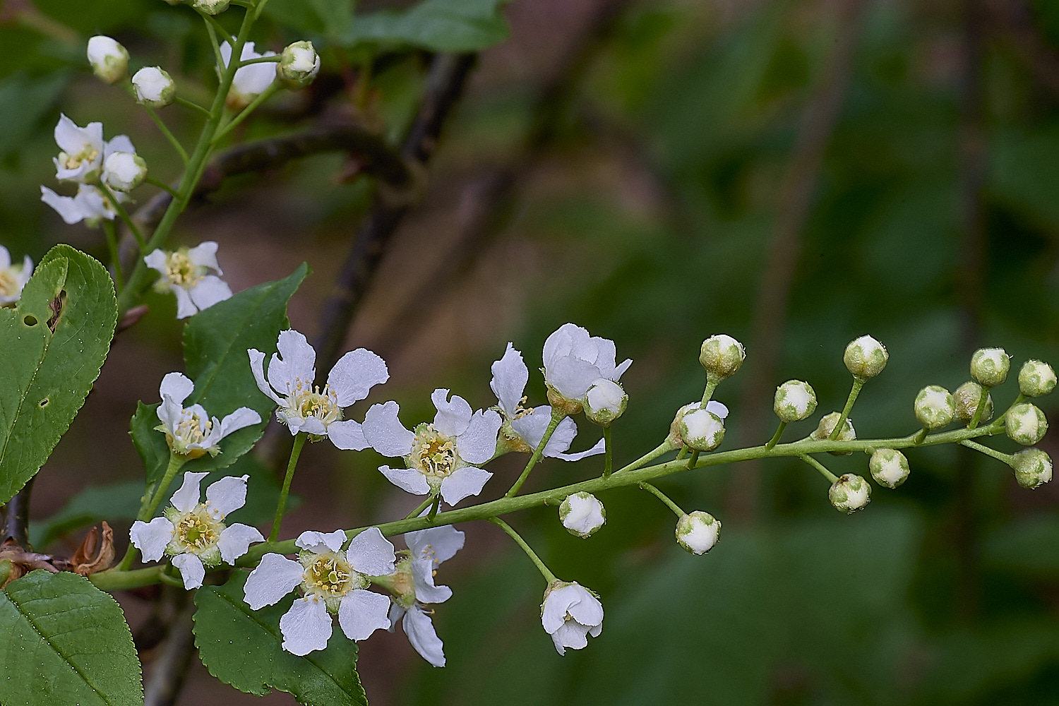 LynfordBirdCherry190425-2