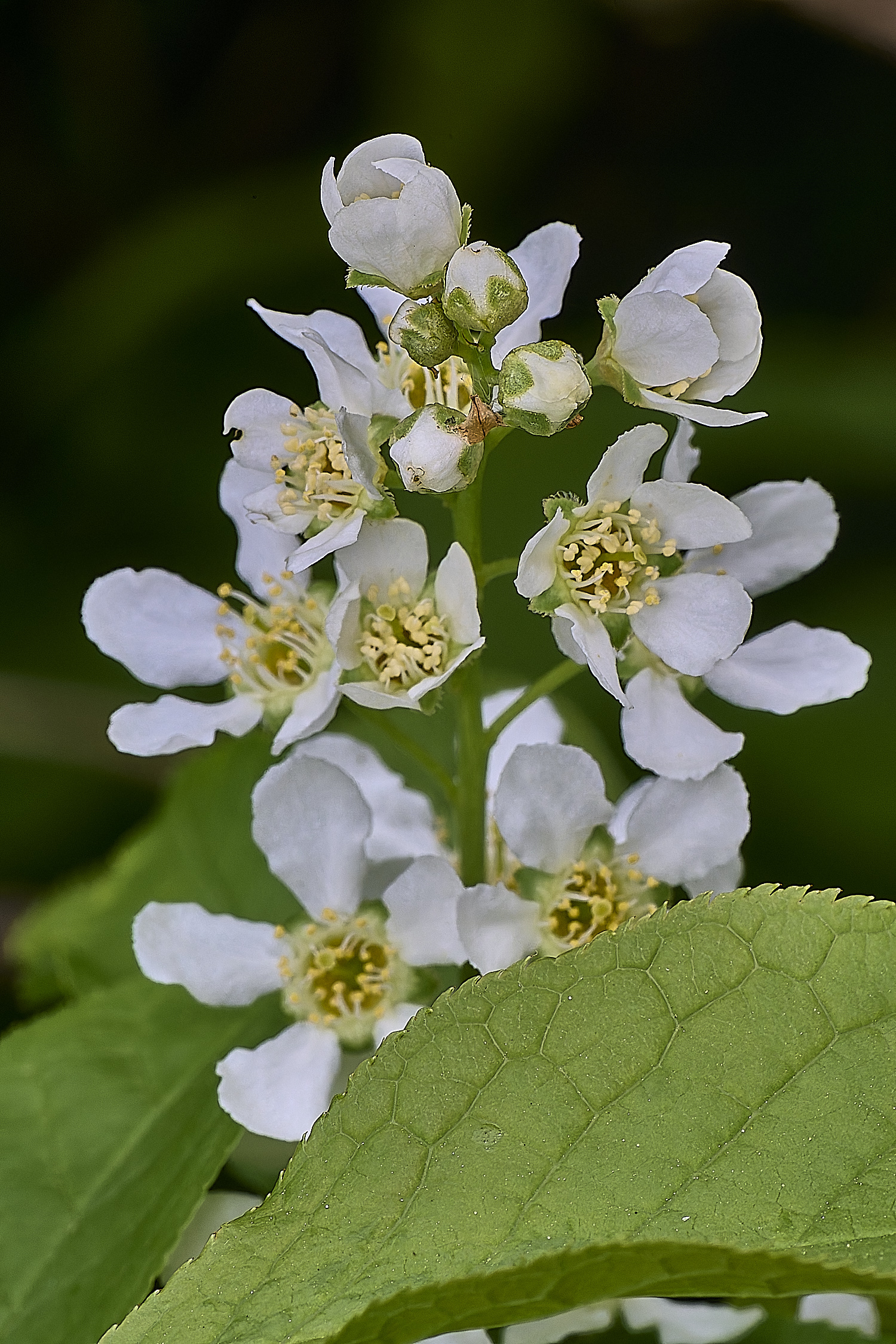 LynfordBirdCherry190425-3