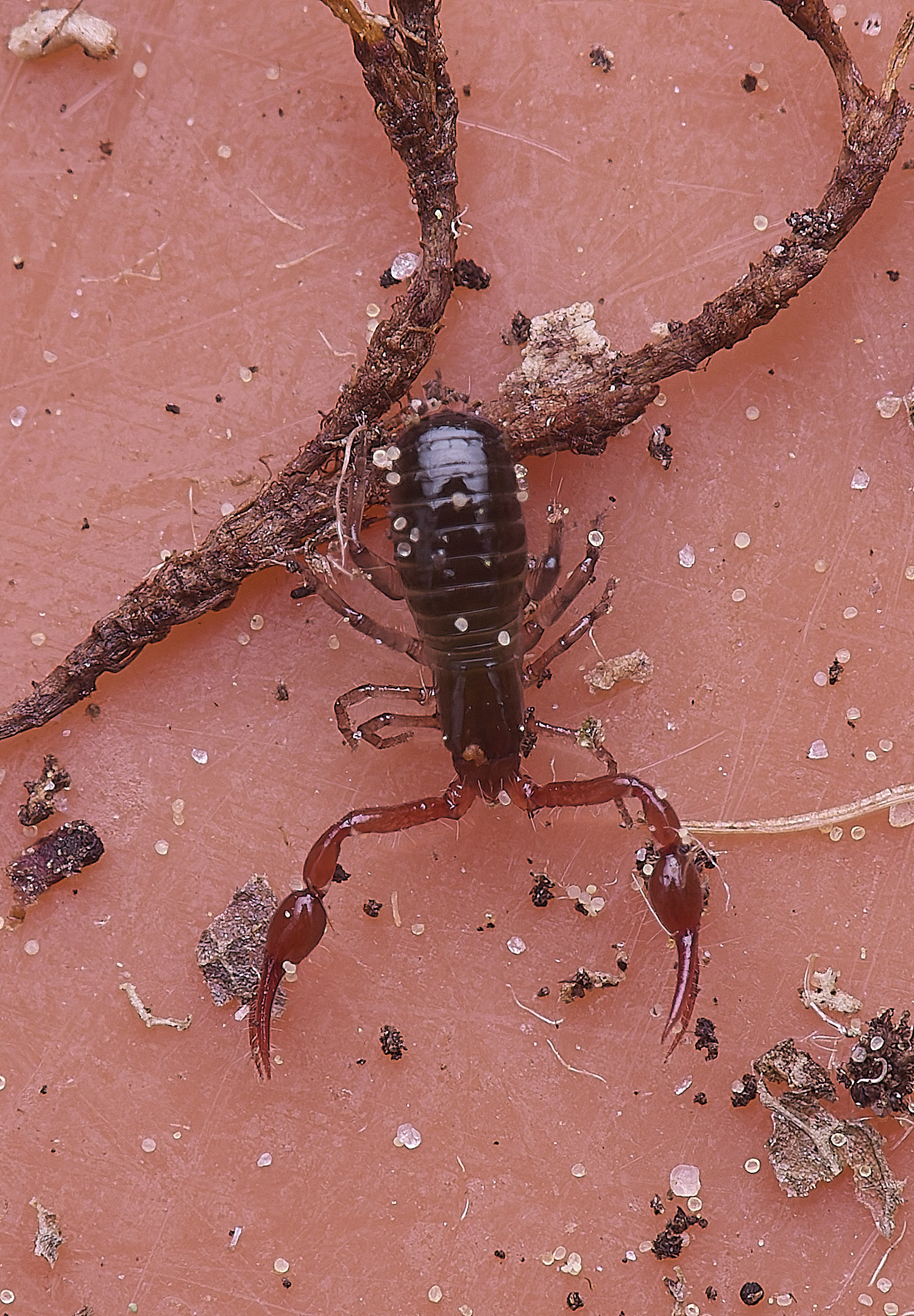 LynfordChelifer190425-1