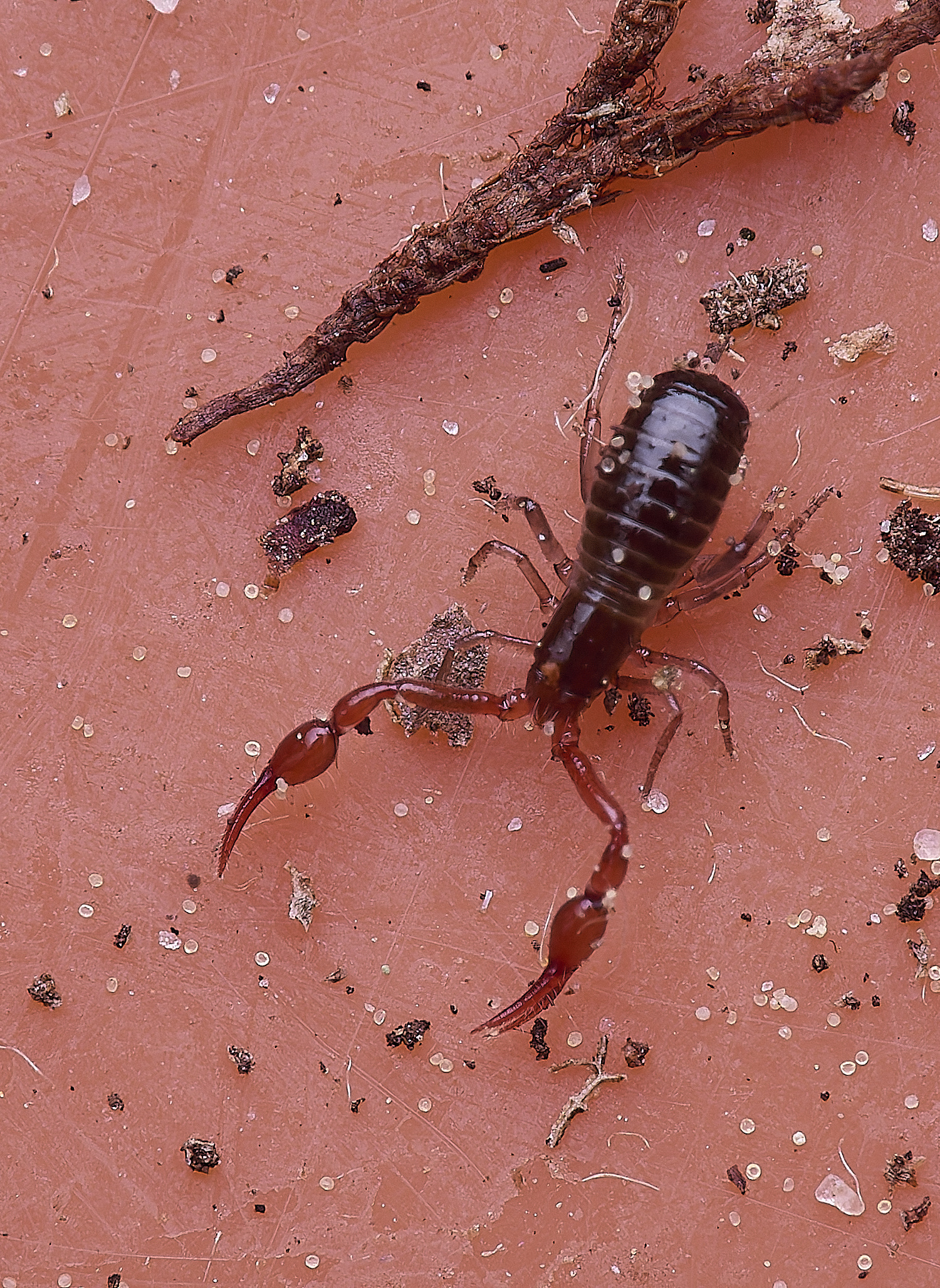 LynfordChelifer190425-2